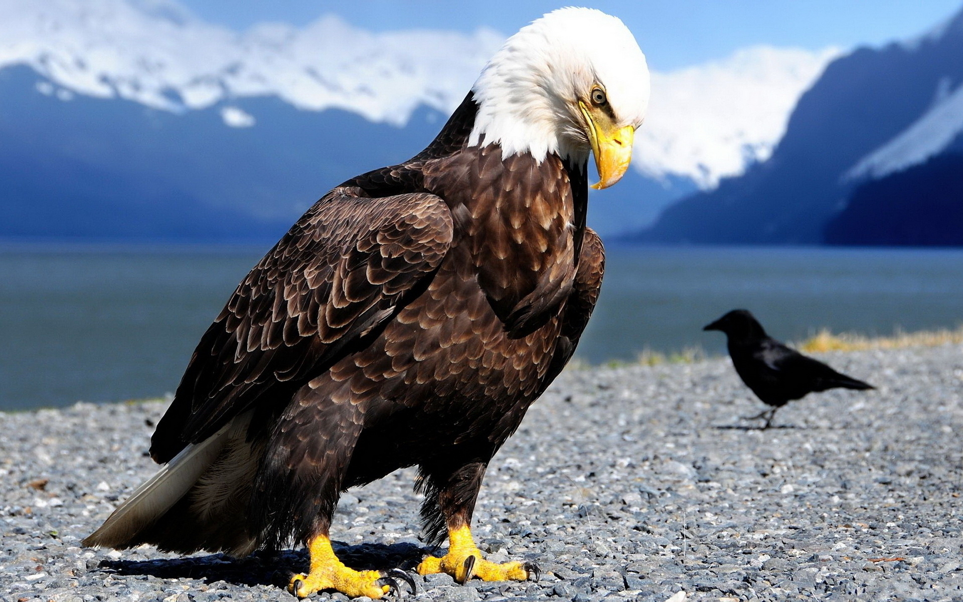 Laden Sie das Tiere, Vogel, Adler, Weißkopfseeadler-Bild kostenlos auf Ihren PC-Desktop herunter