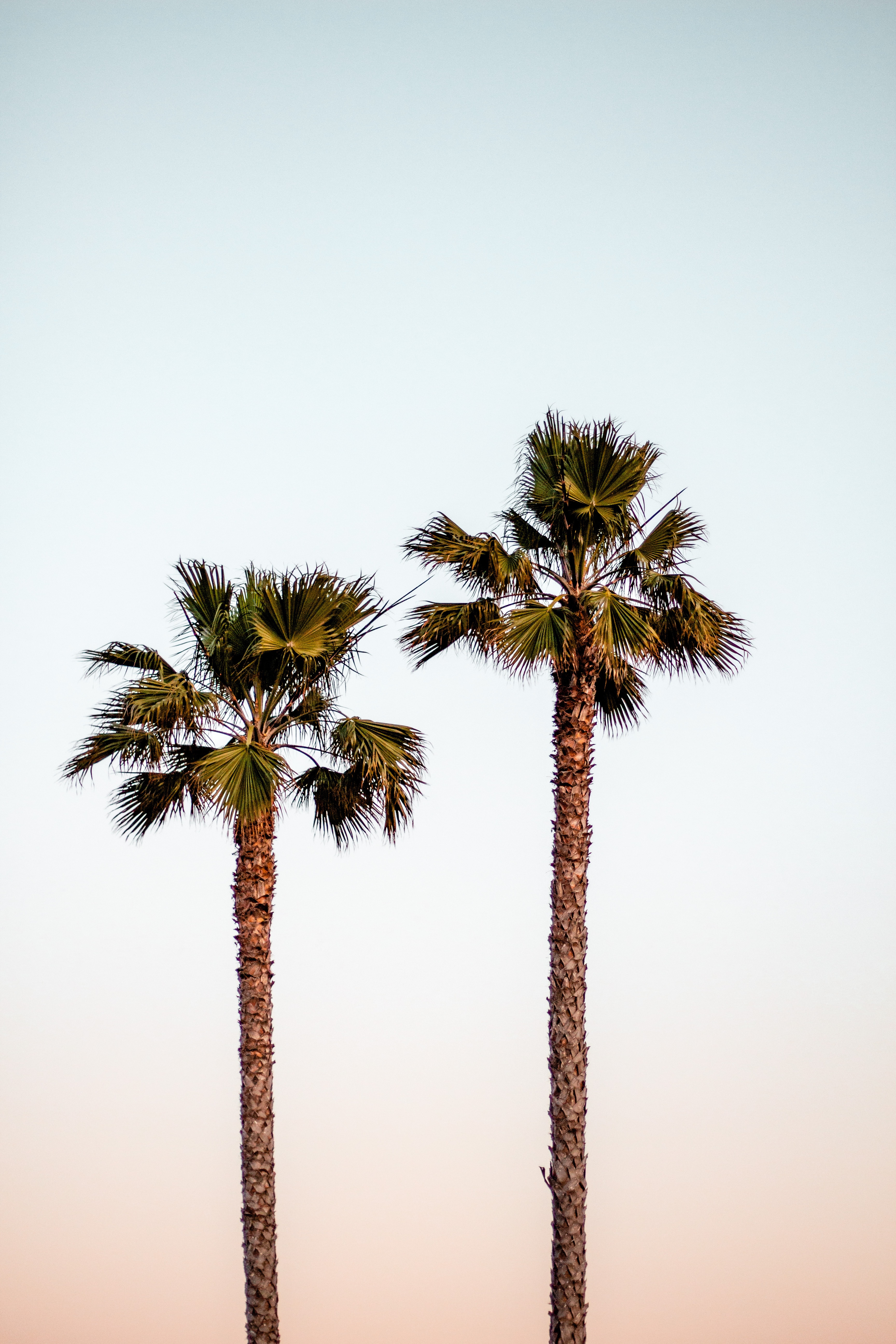 Download mobile wallpaper Nature, Sky, Palms, Minimalism for free.
