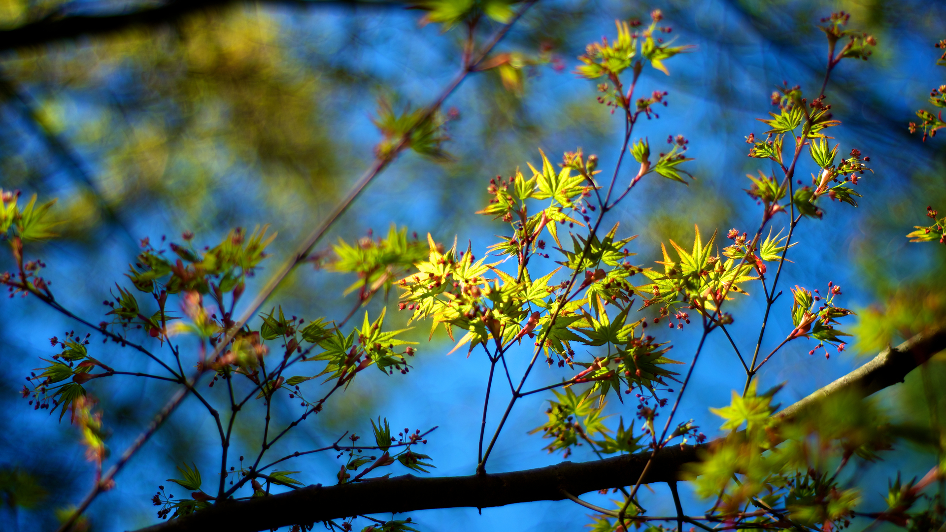 Free download wallpaper Blossom, Flowers, Earth on your PC desktop