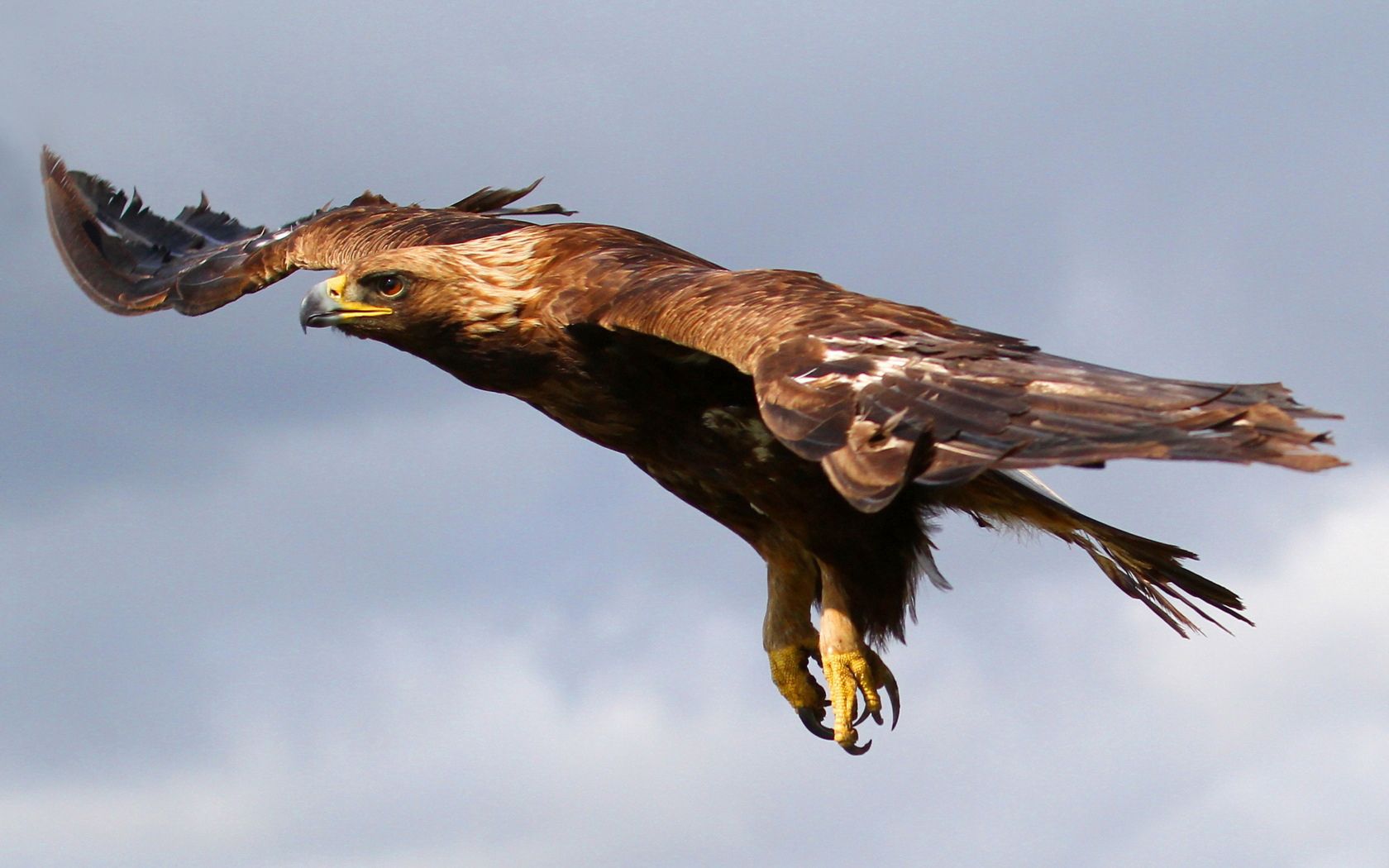 107205 скачать картинку орел, полет, птица, животные, небо, хищник - обои и заставки бесплатно