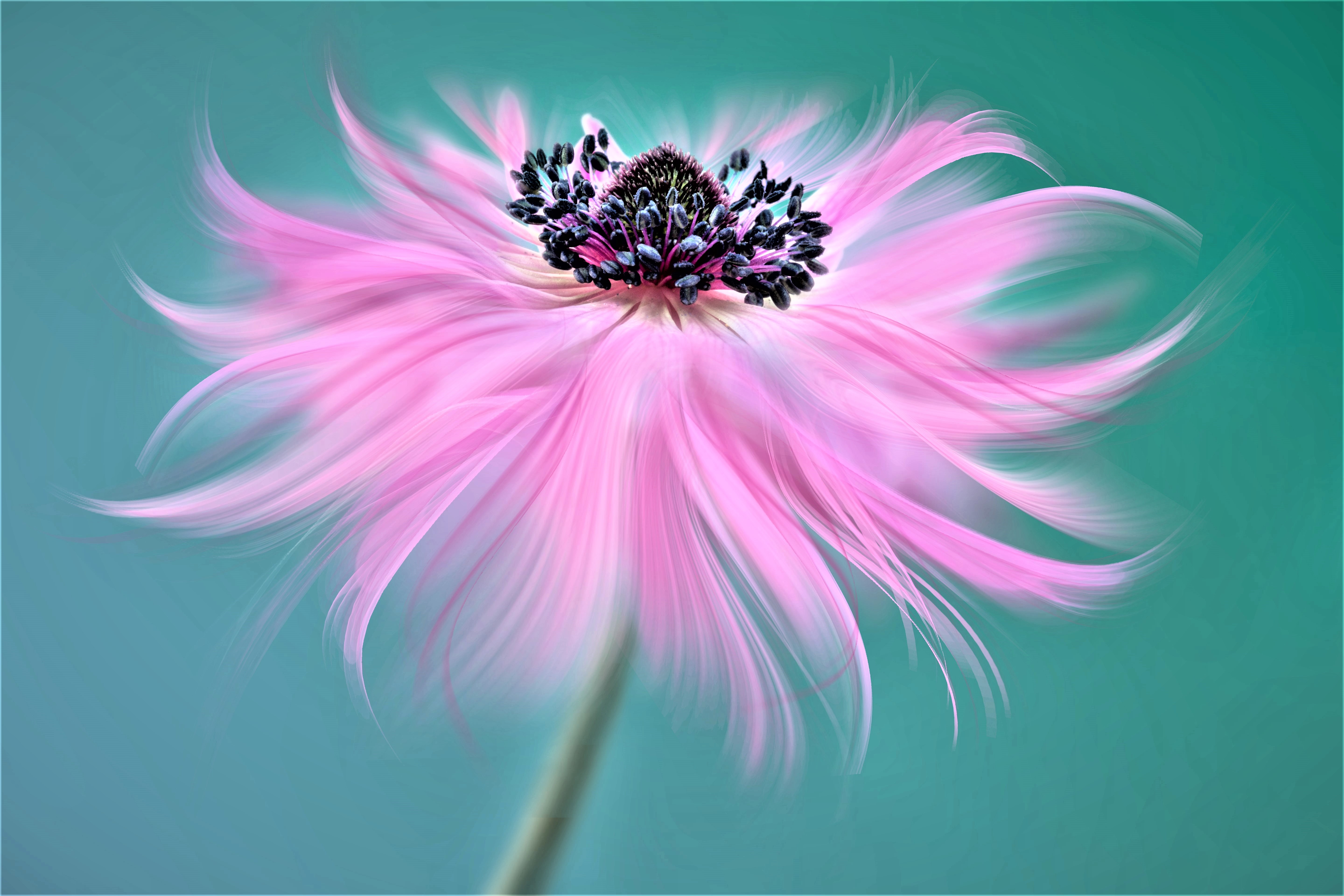 Free download wallpaper Flowers, Flower, Macro, Artistic, Pink Flower on your PC desktop