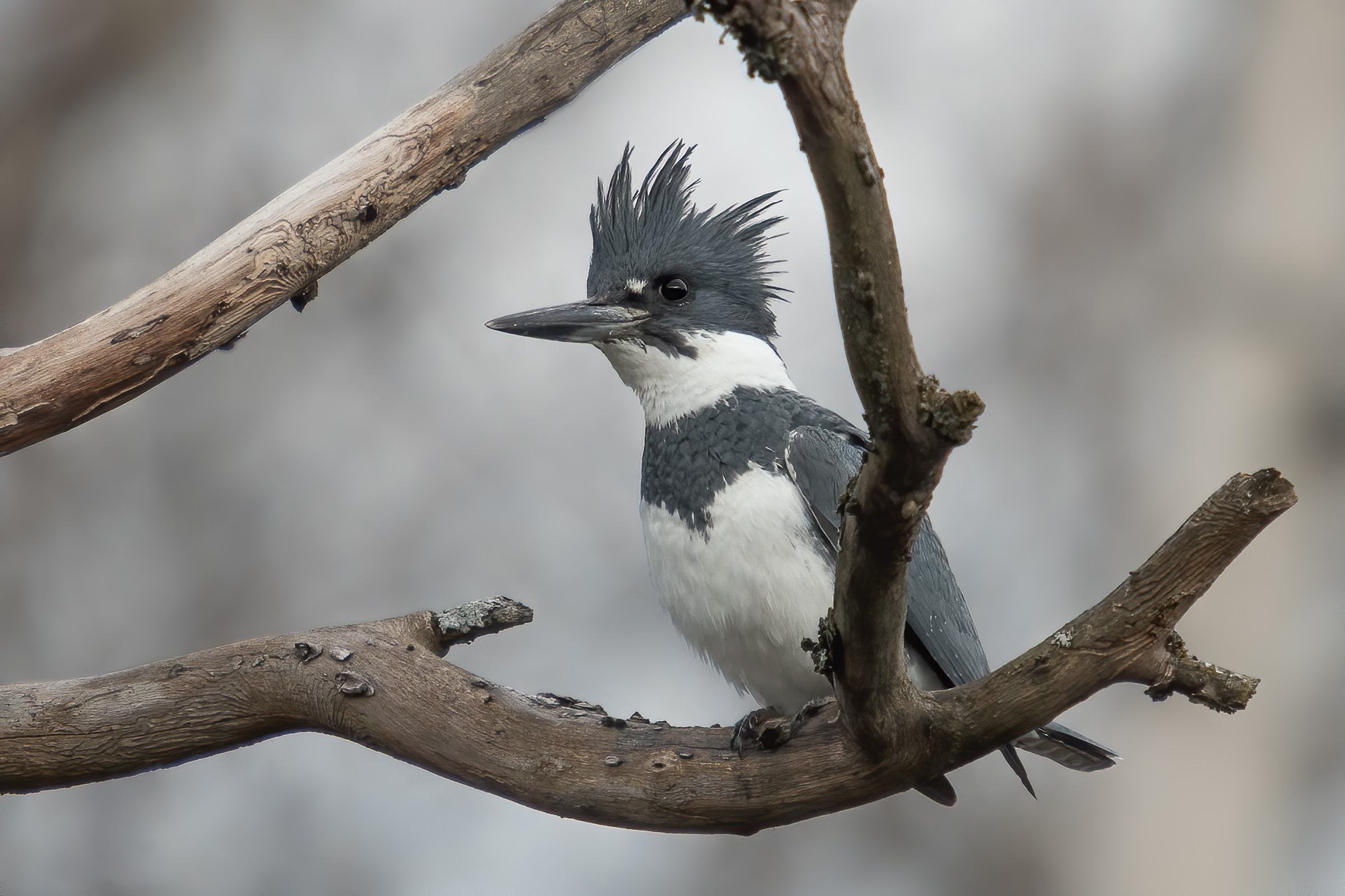 Download mobile wallpaper Birds, Bird, Animal, Kingfisher, Belted Kingfisher for free.