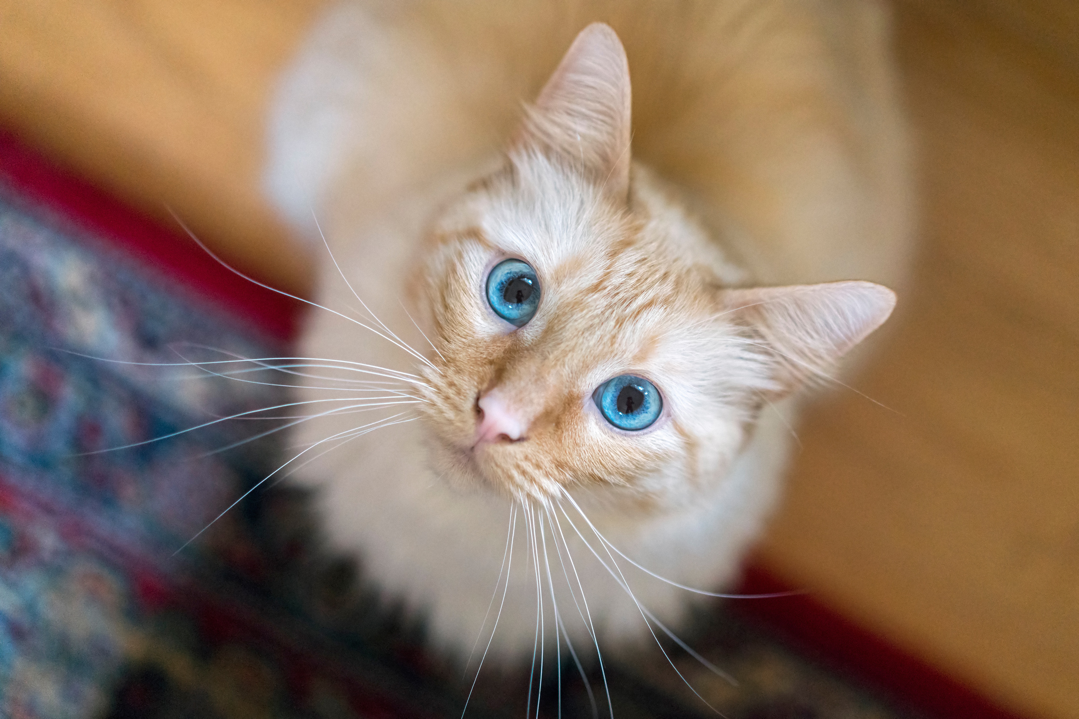 Baixe gratuitamente a imagem Animais, Gatos, Gato, Olhar Fixamente na área de trabalho do seu PC