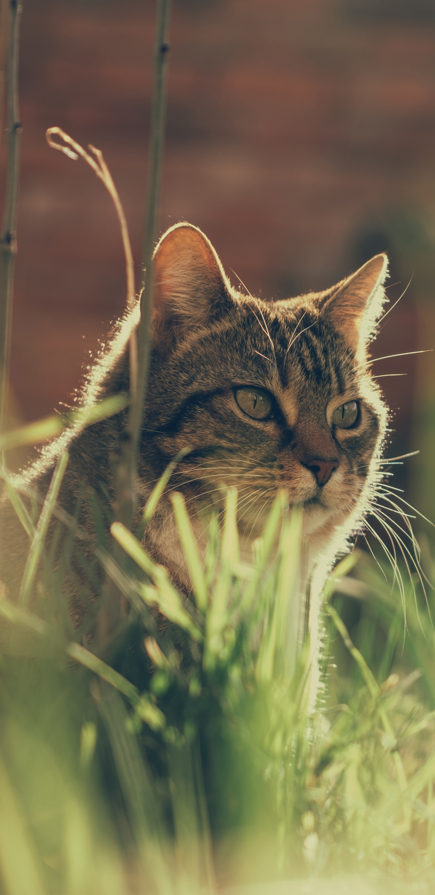 Baixe gratuitamente a imagem Animais, Gatos, Gato na área de trabalho do seu PC