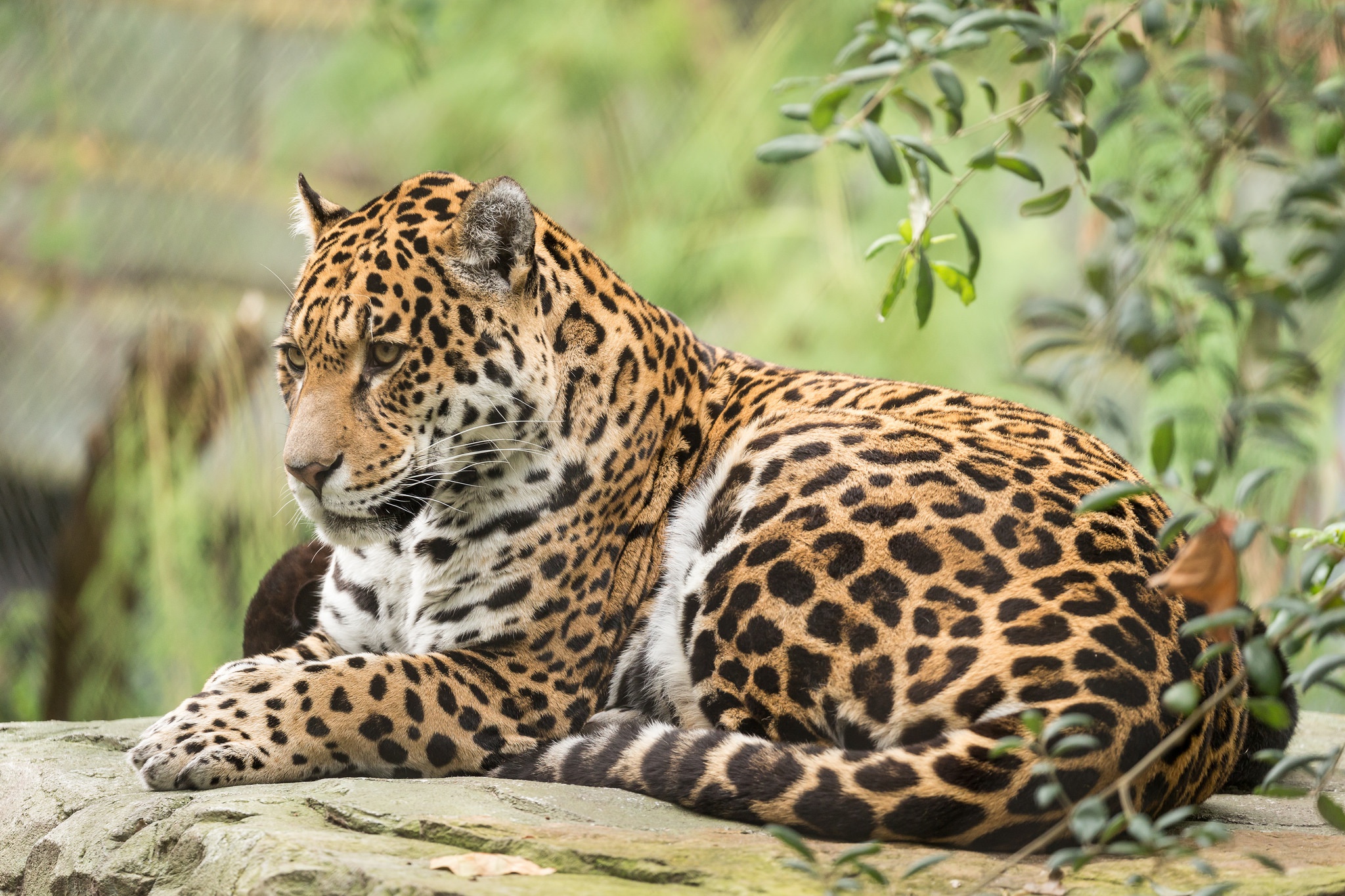 Download mobile wallpaper Cats, Jaguar, Animal for free.