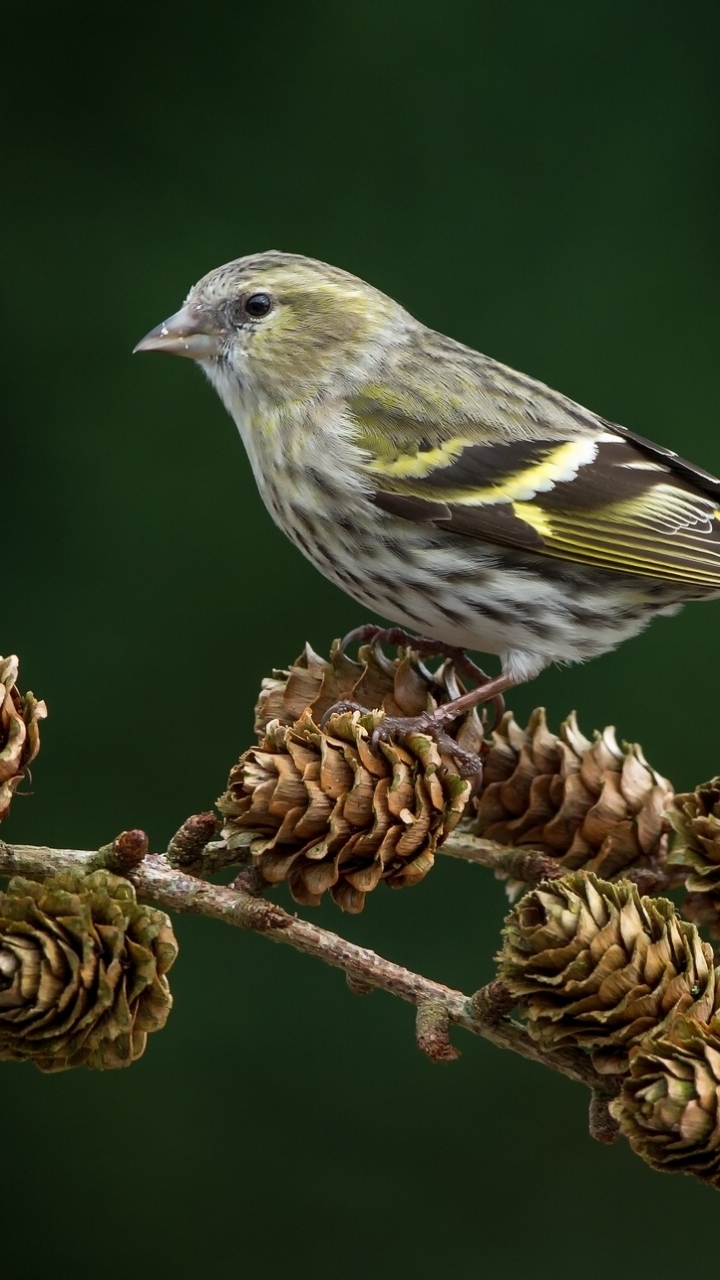 Baixar papel de parede para celular de Animais, Aves, Pássaro gratuito.