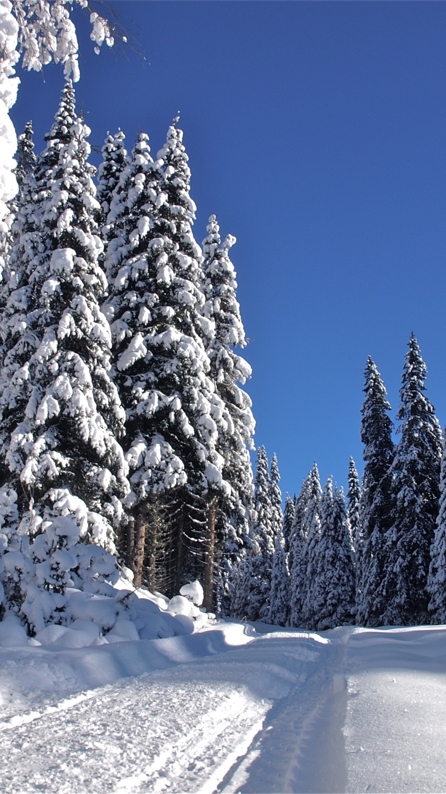 Handy-Wallpaper Winter, Schnee, Wald, Baum, Erde, Pfad, Weg, Erde/natur kostenlos herunterladen.