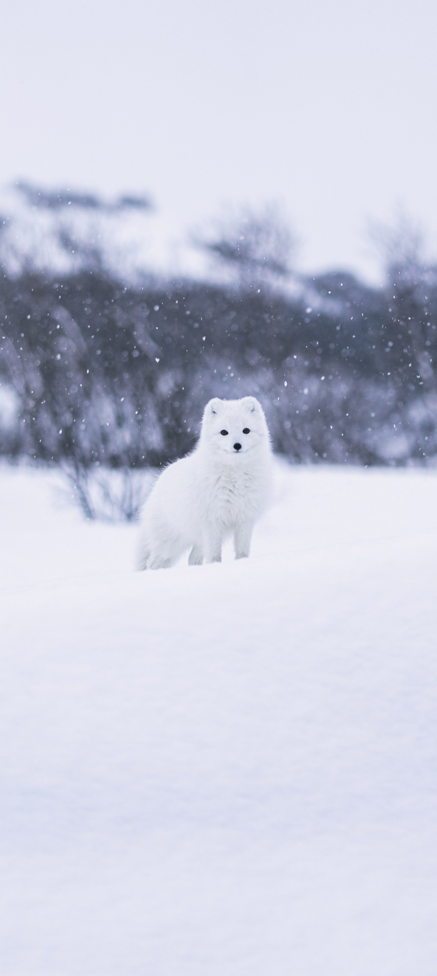 Descarga gratis la imagen Animales, Perros, Zorro Polar en el escritorio de tu PC