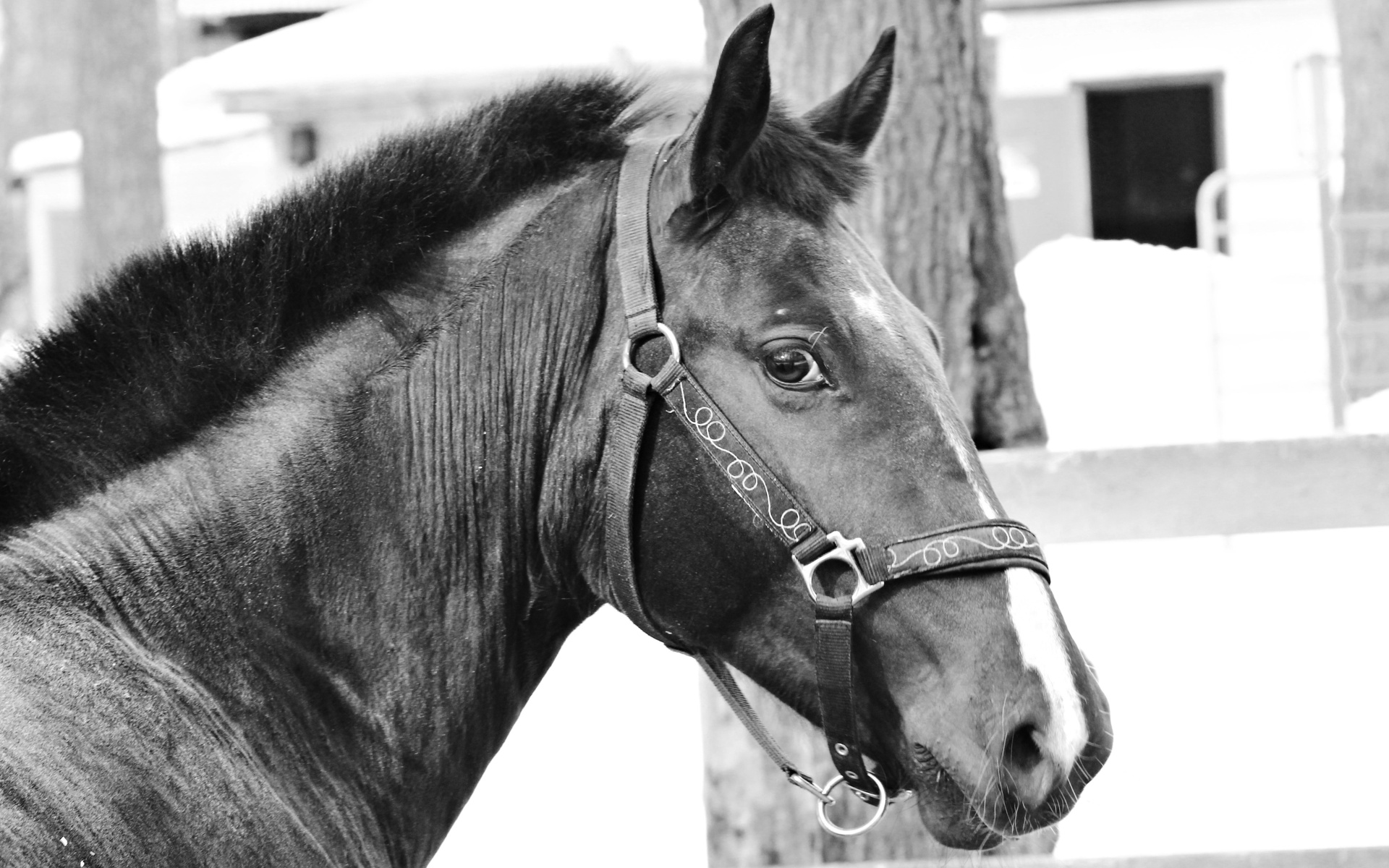 Descarga gratuita de fondo de pantalla para móvil de Animales, Caballo.