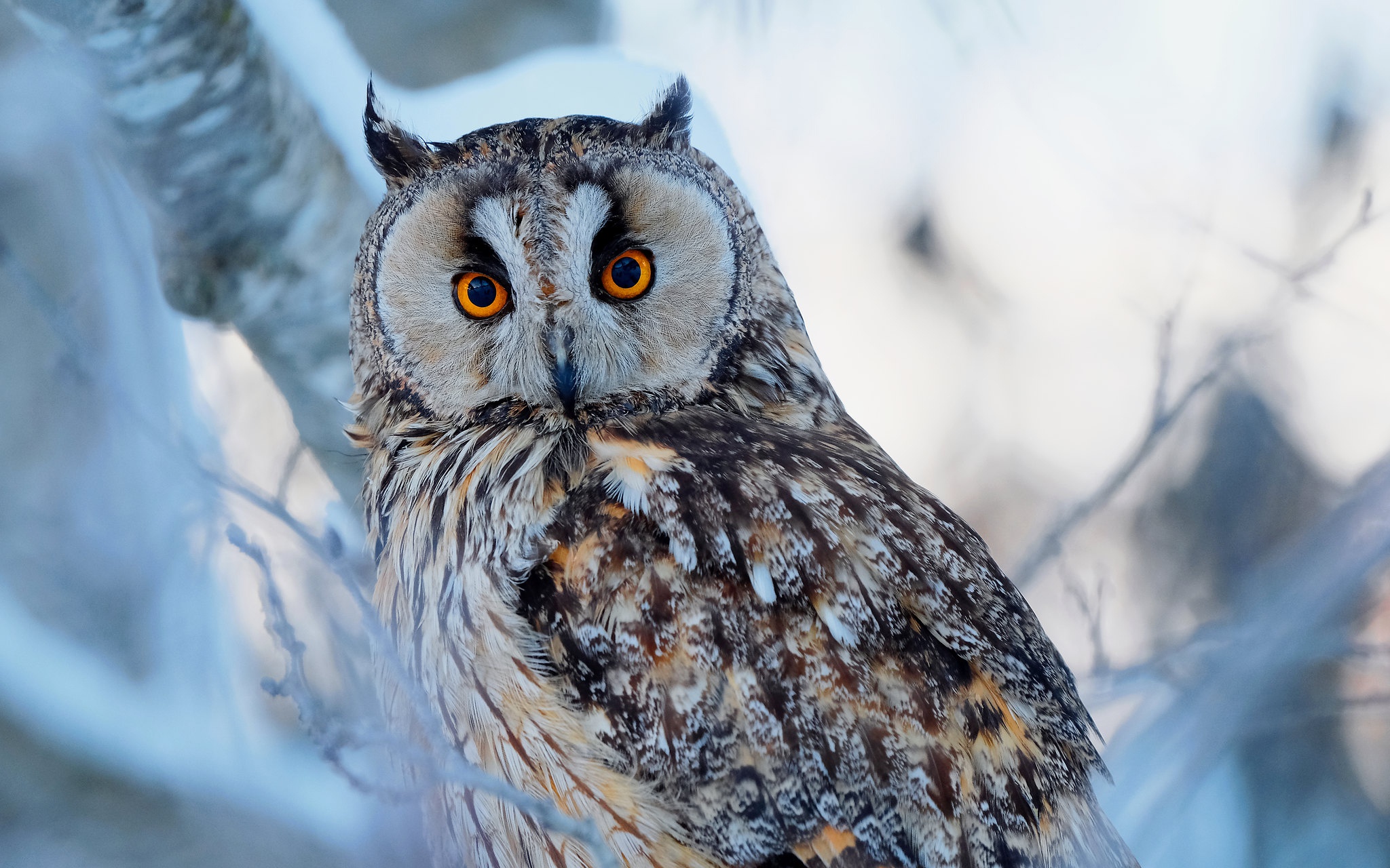 Free download wallpaper Birds, Owl, Animal, Long Eared Owl on your PC desktop