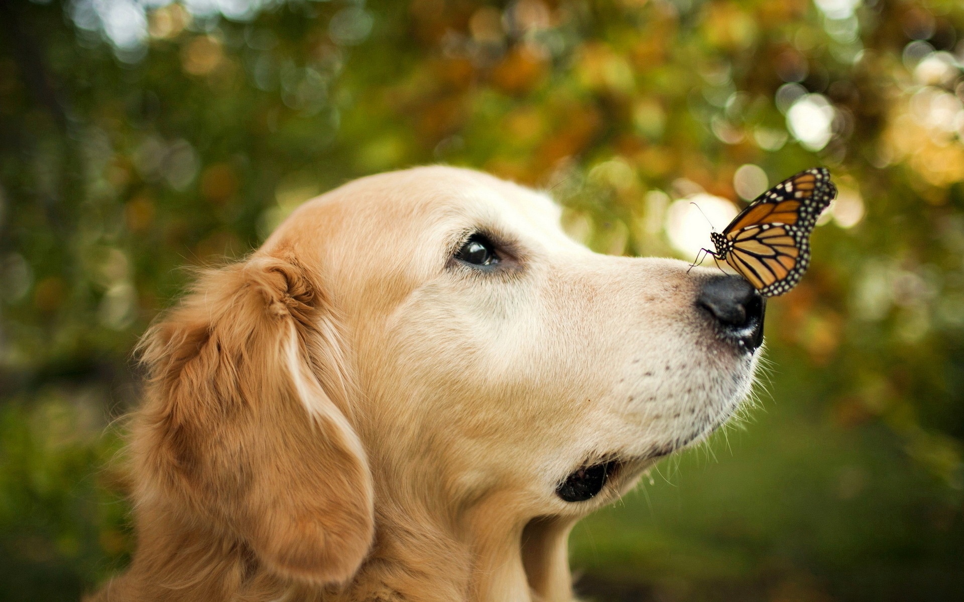 Free download wallpaper Dog, Butterfly, Animal, Golden Retriever, Bokeh on your PC desktop