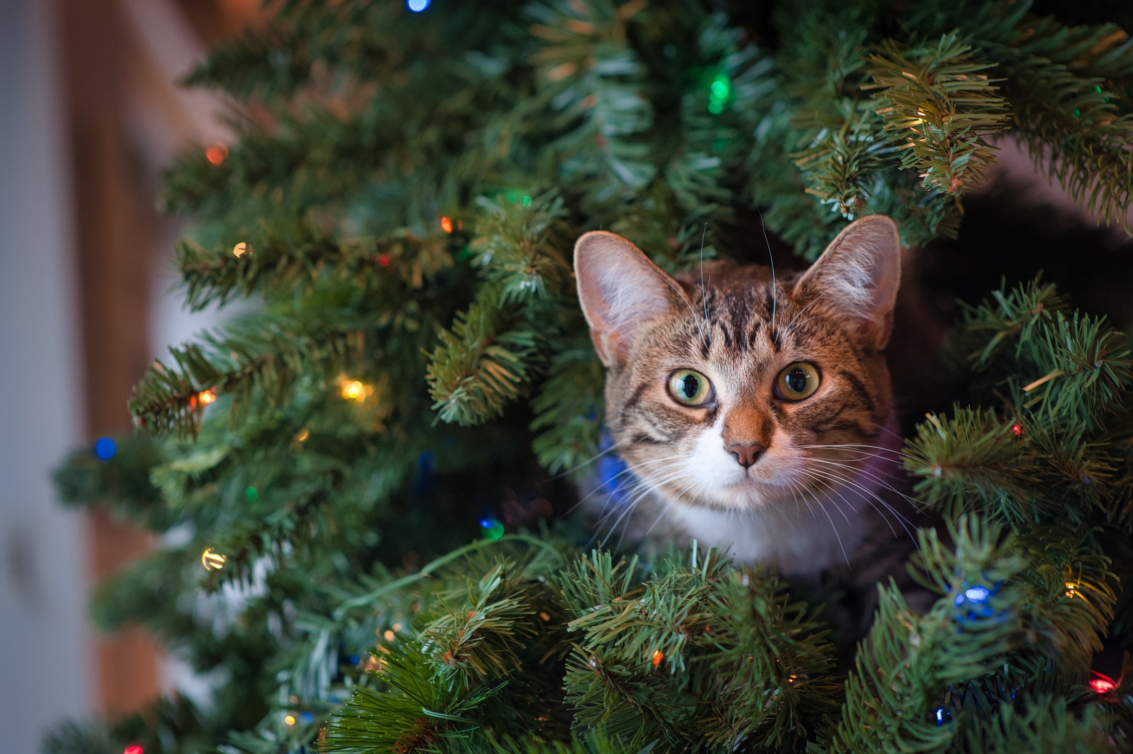 Descarga gratuita de fondo de pantalla para móvil de Animales, Gatos, Gato, Mirar Fijamente.