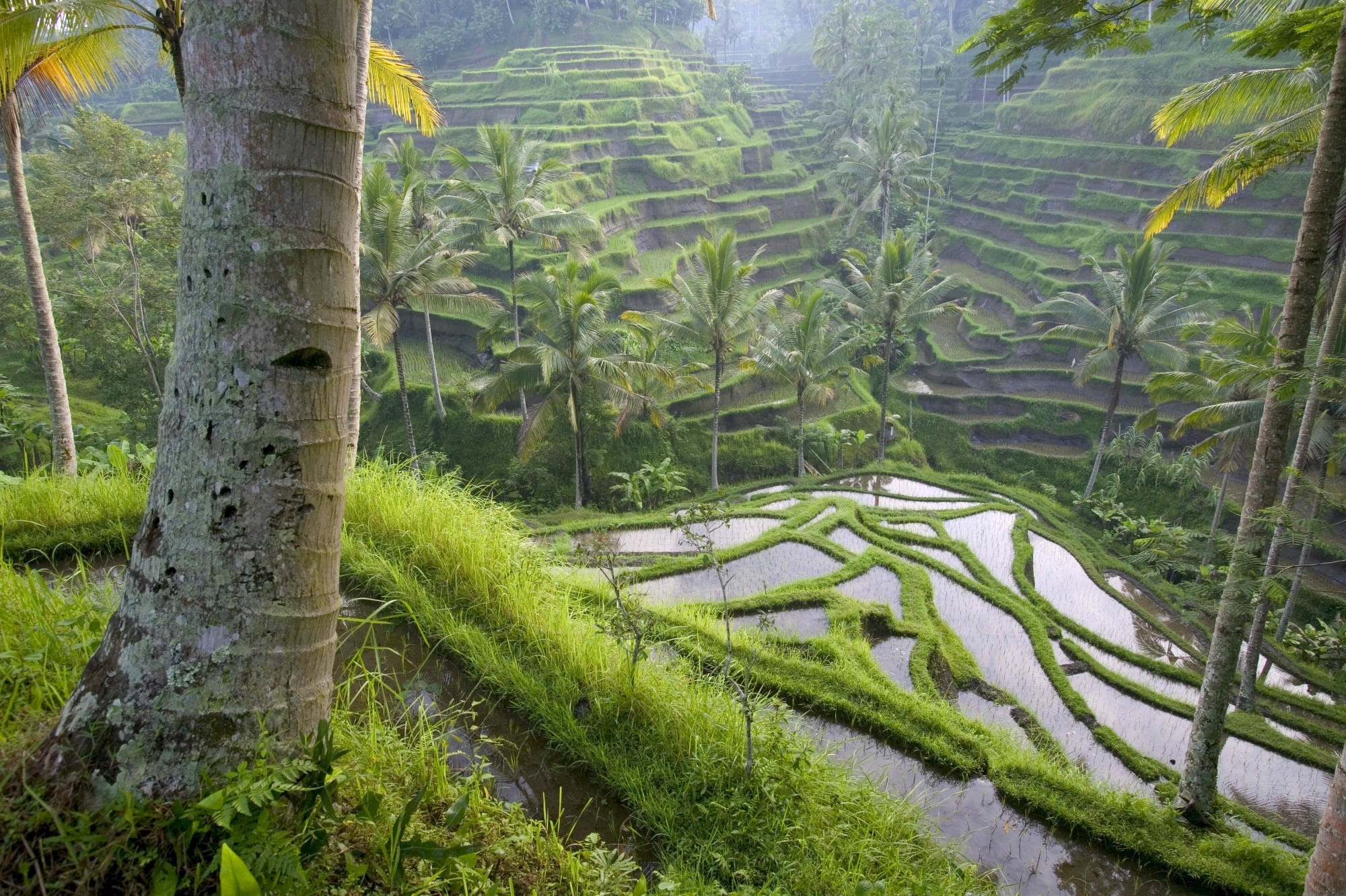 farm, palms, nature, asia, economy, rice fields