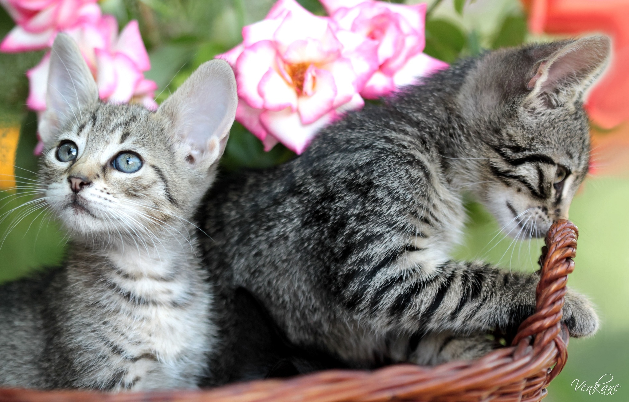 Baixe gratuitamente a imagem Animais, Gatos, Gato na área de trabalho do seu PC