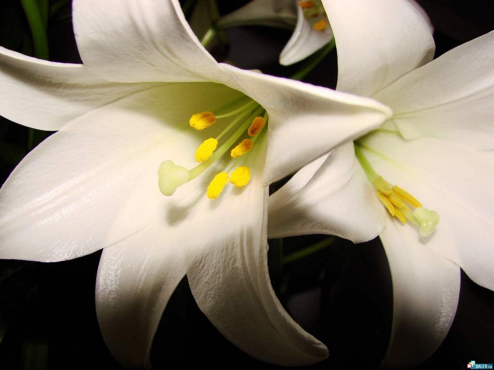 Free download wallpaper Plants, Lilies, Flowers on your PC desktop