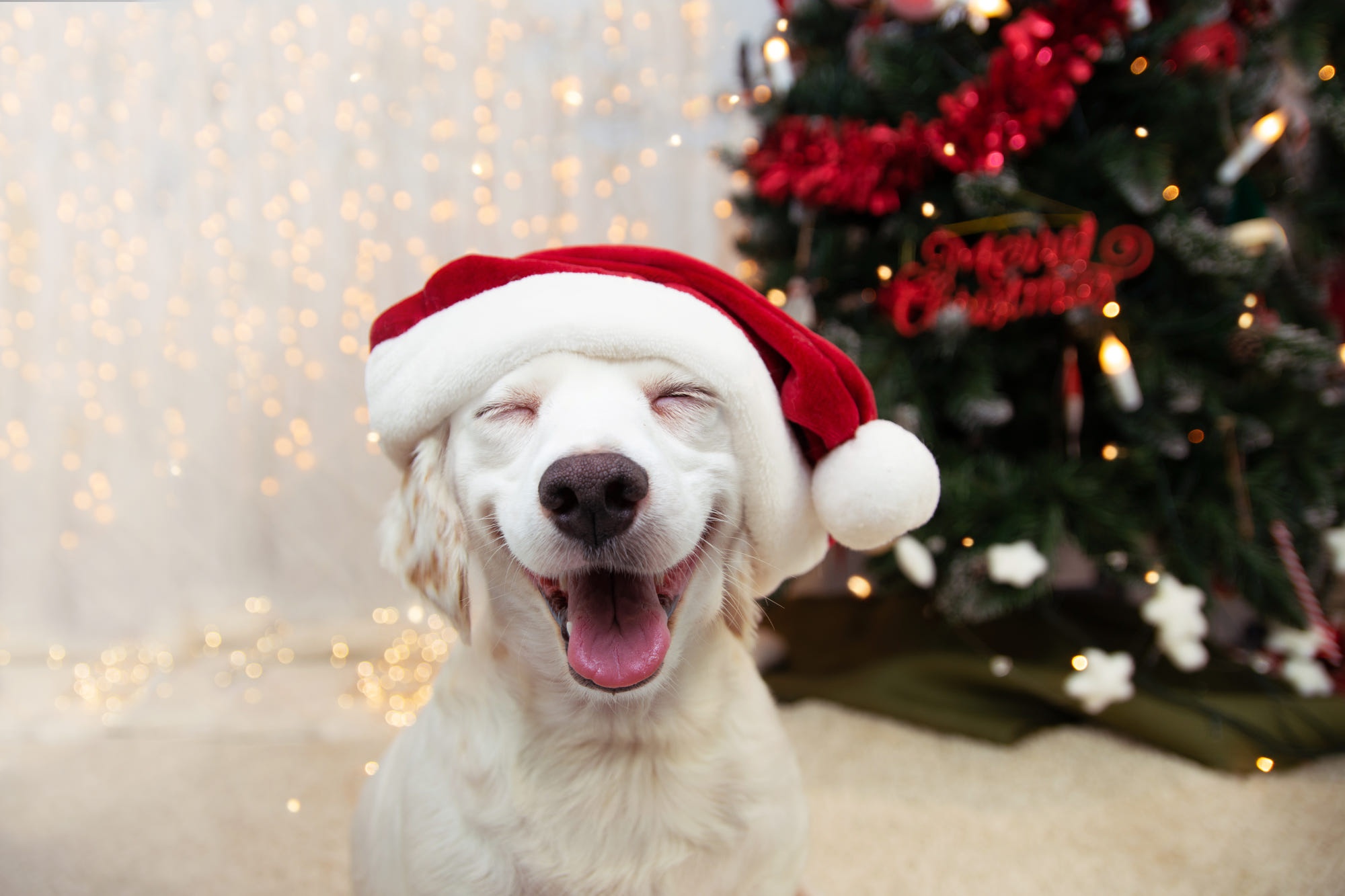 Download mobile wallpaper Dogs, Dog, Animal, Puppy, Golden Retriever, Christmas Ornaments, Santa Hat for free.