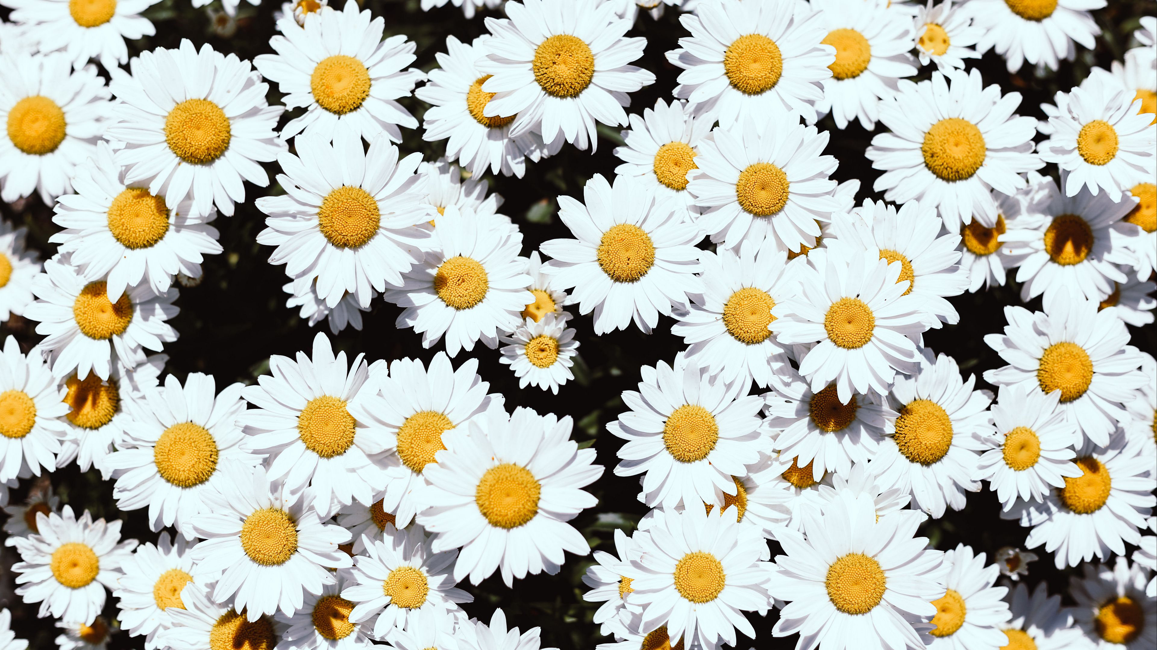 Free download wallpaper Flowers, Earth, Daisy on your PC desktop