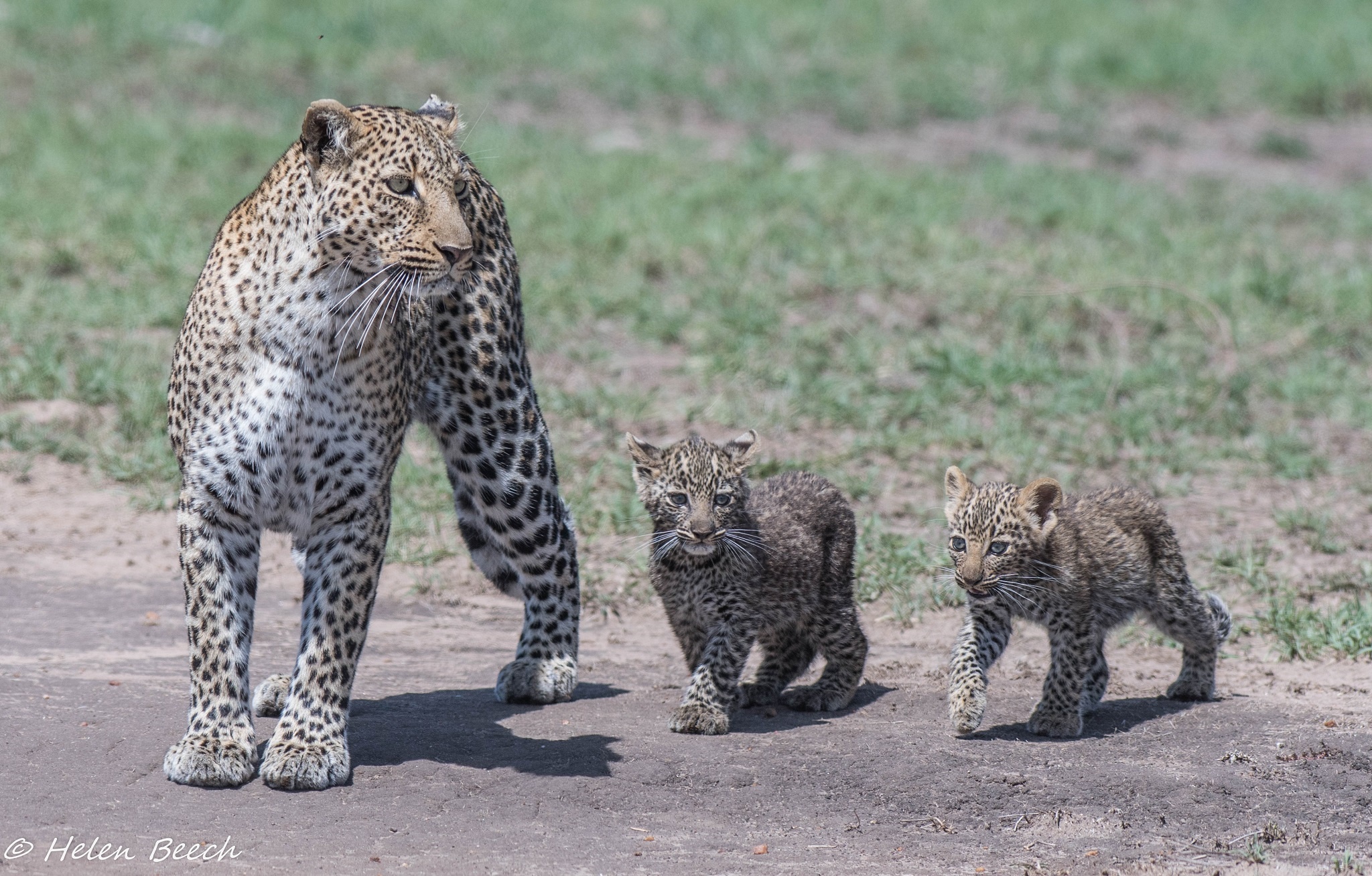 Descarga gratuita de fondo de pantalla para móvil de Animales, Gatos, Leopardo, Cachorro, Bebe Animal.