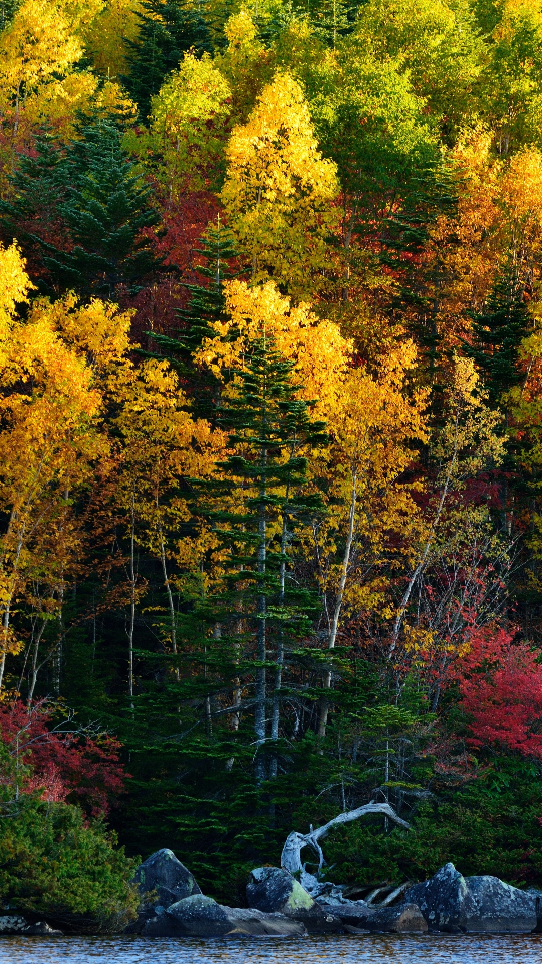 Descarga gratuita de fondo de pantalla para móvil de Naturaleza, Agua, Otoño, Bosque, Árbol, Tierra/naturaleza.