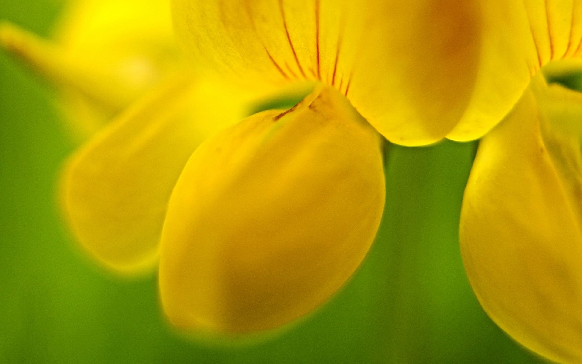 Téléchargez gratuitement l'image Fleurs, Fleur, Terre/nature sur le bureau de votre PC