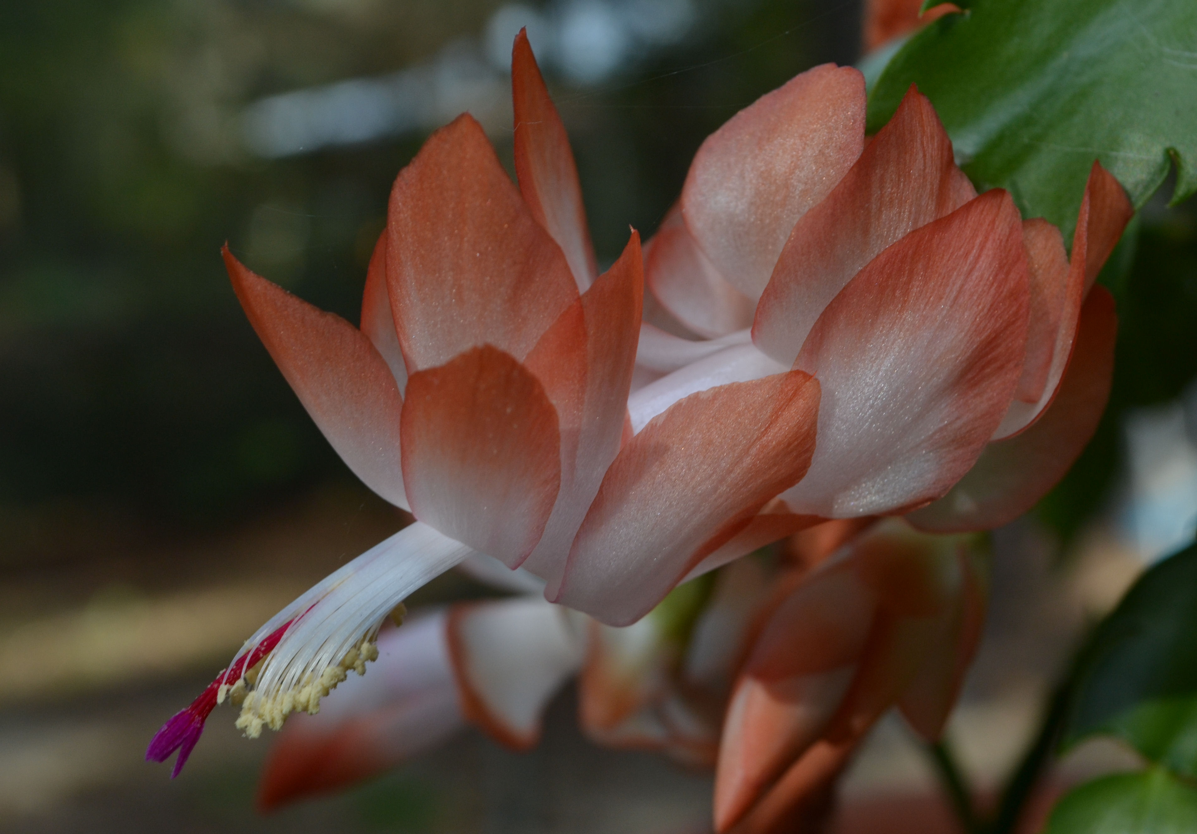 Laden Sie das Blumen, Blume, Erde/natur, Orangene Blume-Bild kostenlos auf Ihren PC-Desktop herunter