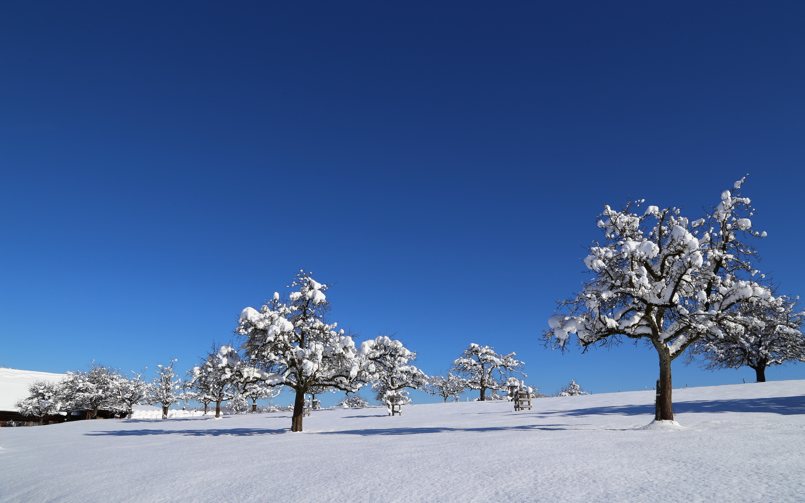 Baixar papel de parede para celular de Inverno, Terra/natureza gratuito.