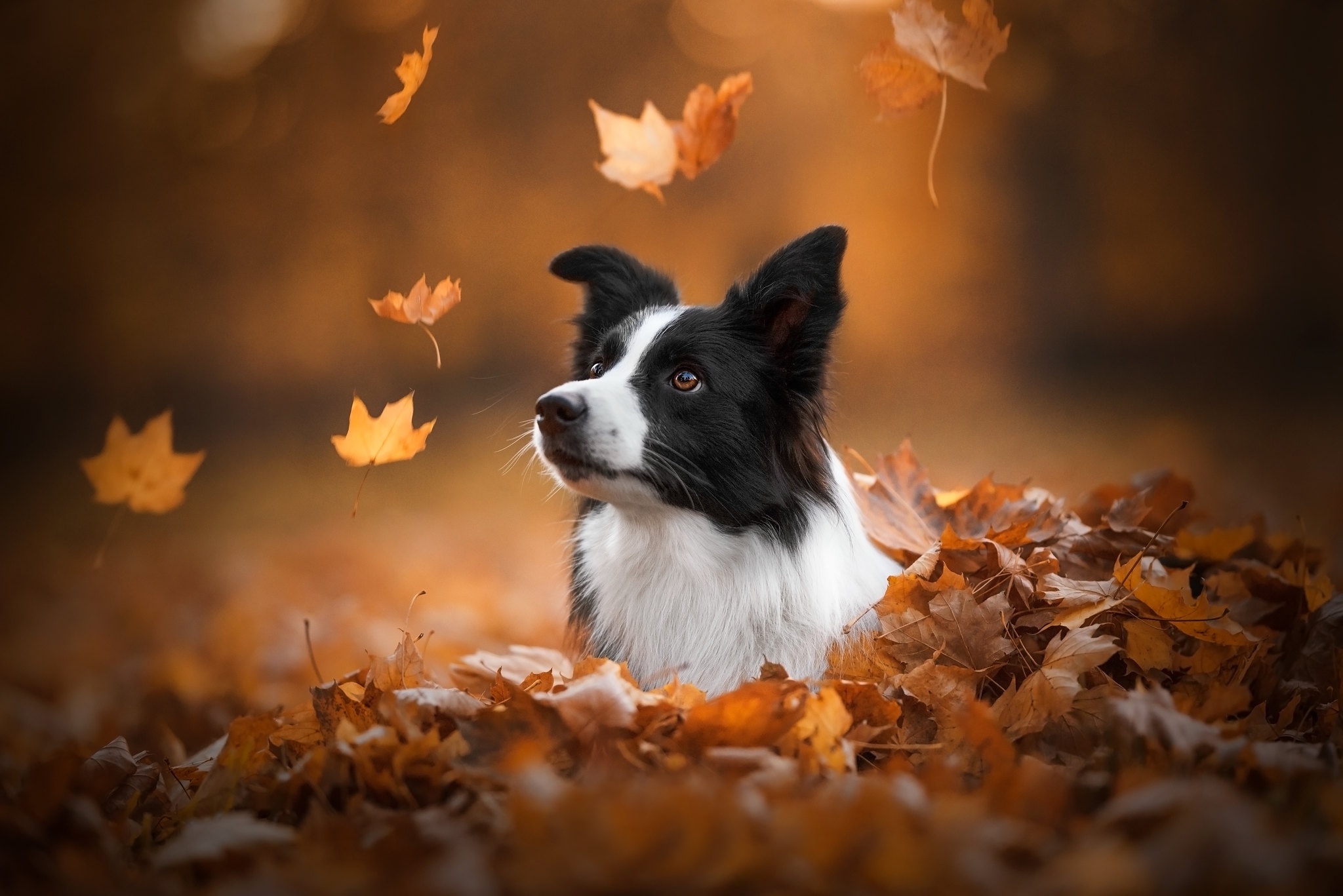Download mobile wallpaper Dogs, Animal, Border Collie for free.