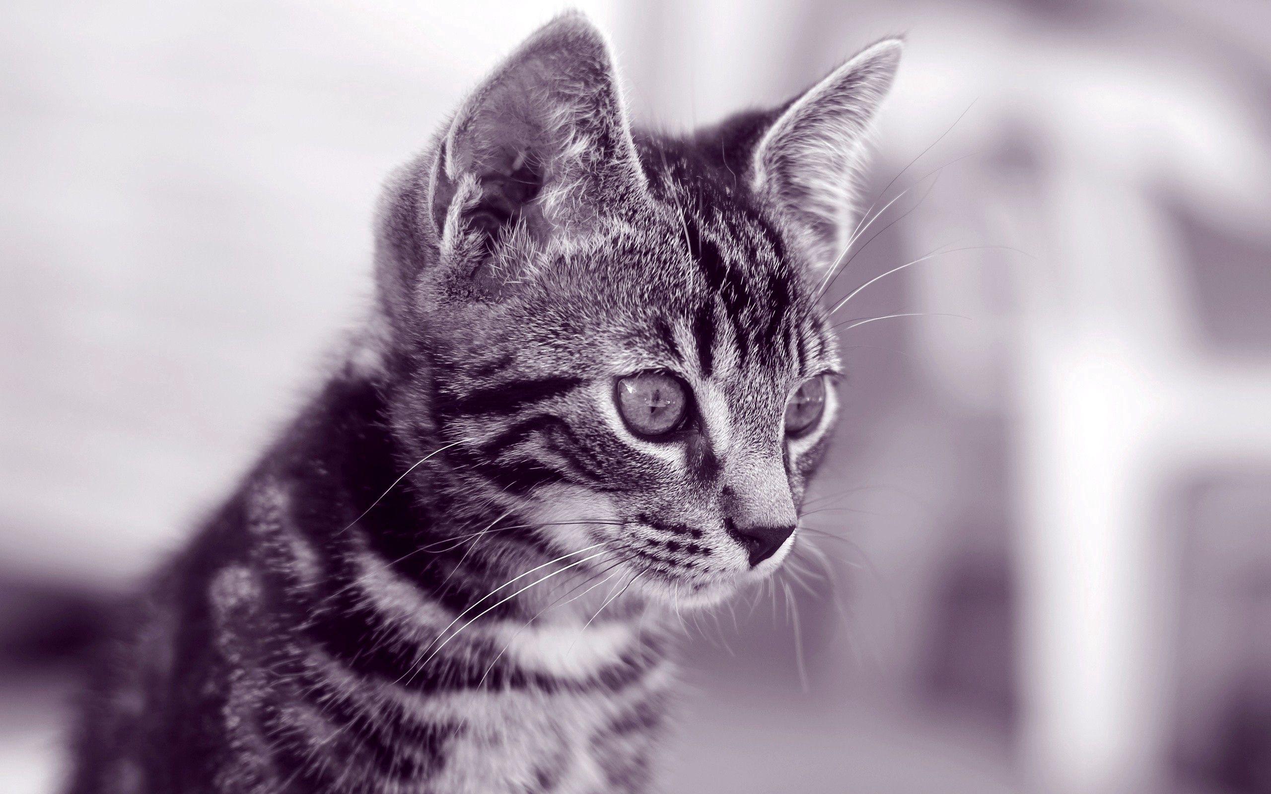 animals, kitty, kitten, muzzle, striped, sight, opinion Smartphone Background