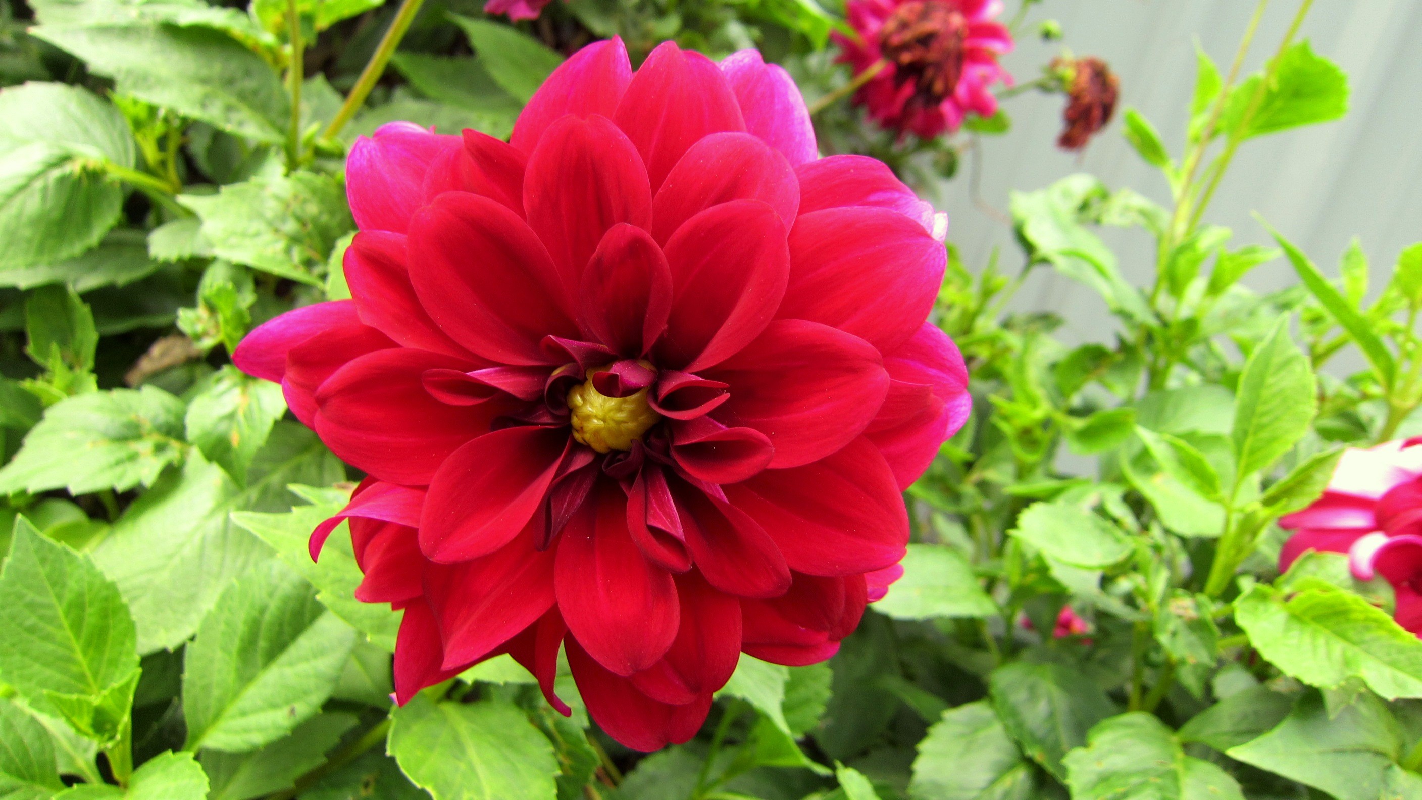 Téléchargez gratuitement l'image Fleurs, Fleur, Fermer, Dahlia, Fleur Rouge, Terre/nature sur le bureau de votre PC