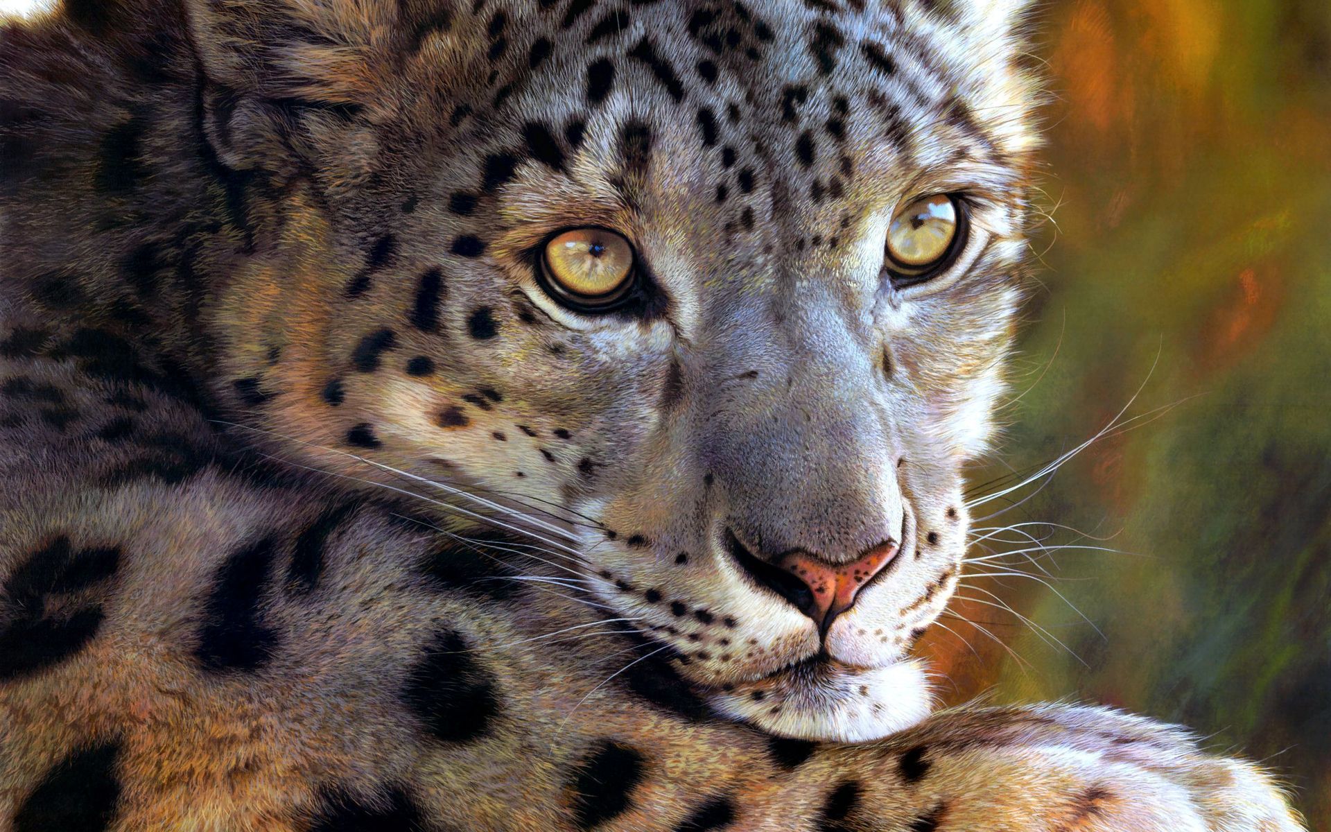 Download mobile wallpaper Snow Leopard, Cat, Cats, Animal for free.