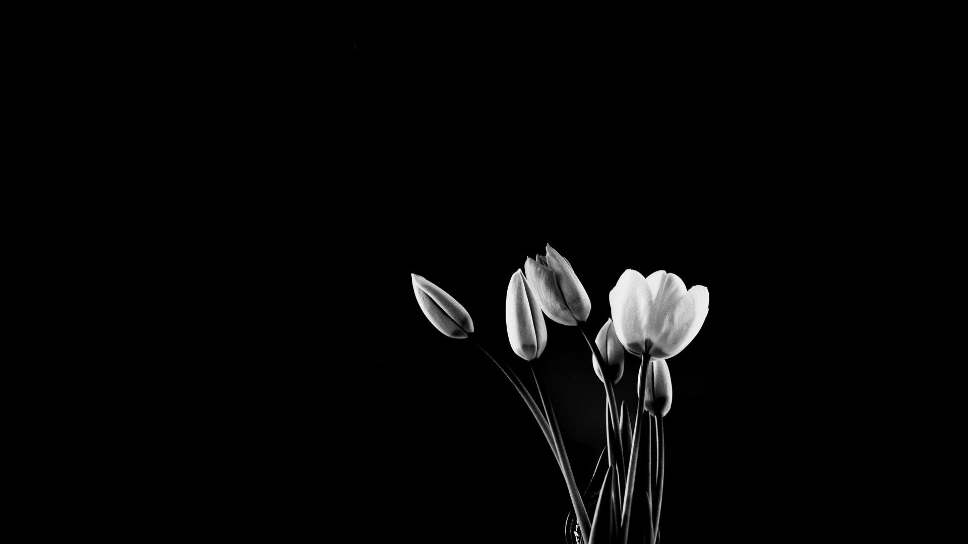 Téléchargez gratuitement l'image Fleurs, Fleur, Tulipe, Terre/nature, Noir & Blanc sur le bureau de votre PC