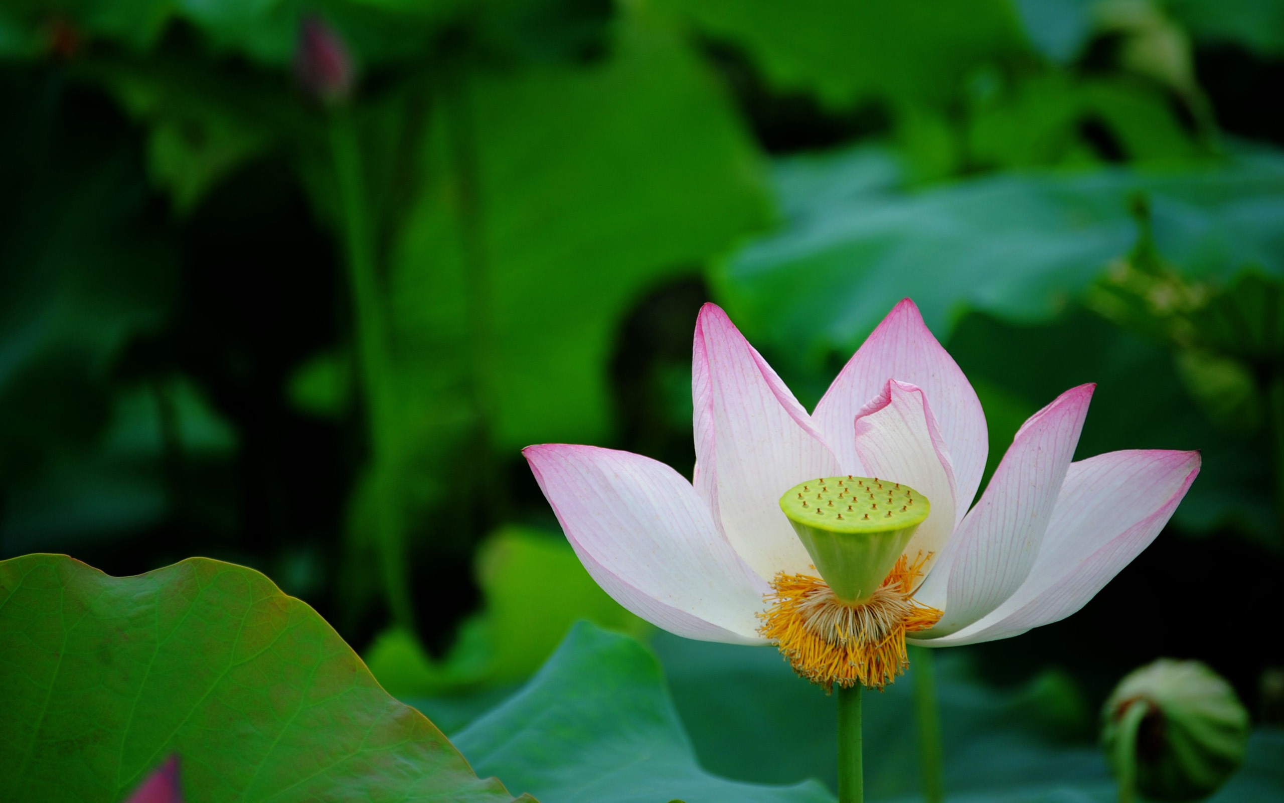 Download mobile wallpaper Lotus, Flowers, Flower, Earth for free.