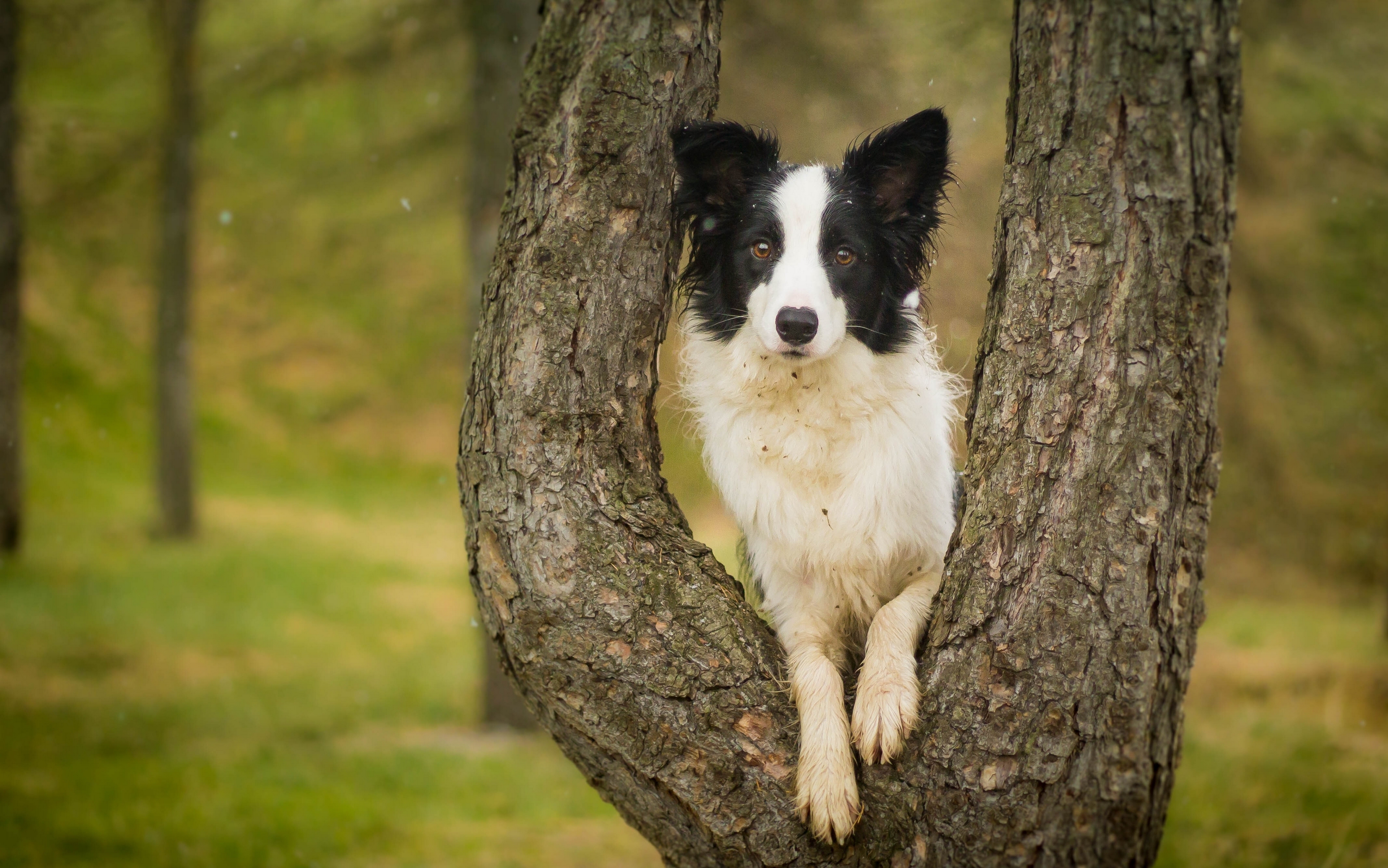 Baixe gratuitamente a imagem Animais, Cães, Árvore, Cão, Border Collie na área de trabalho do seu PC