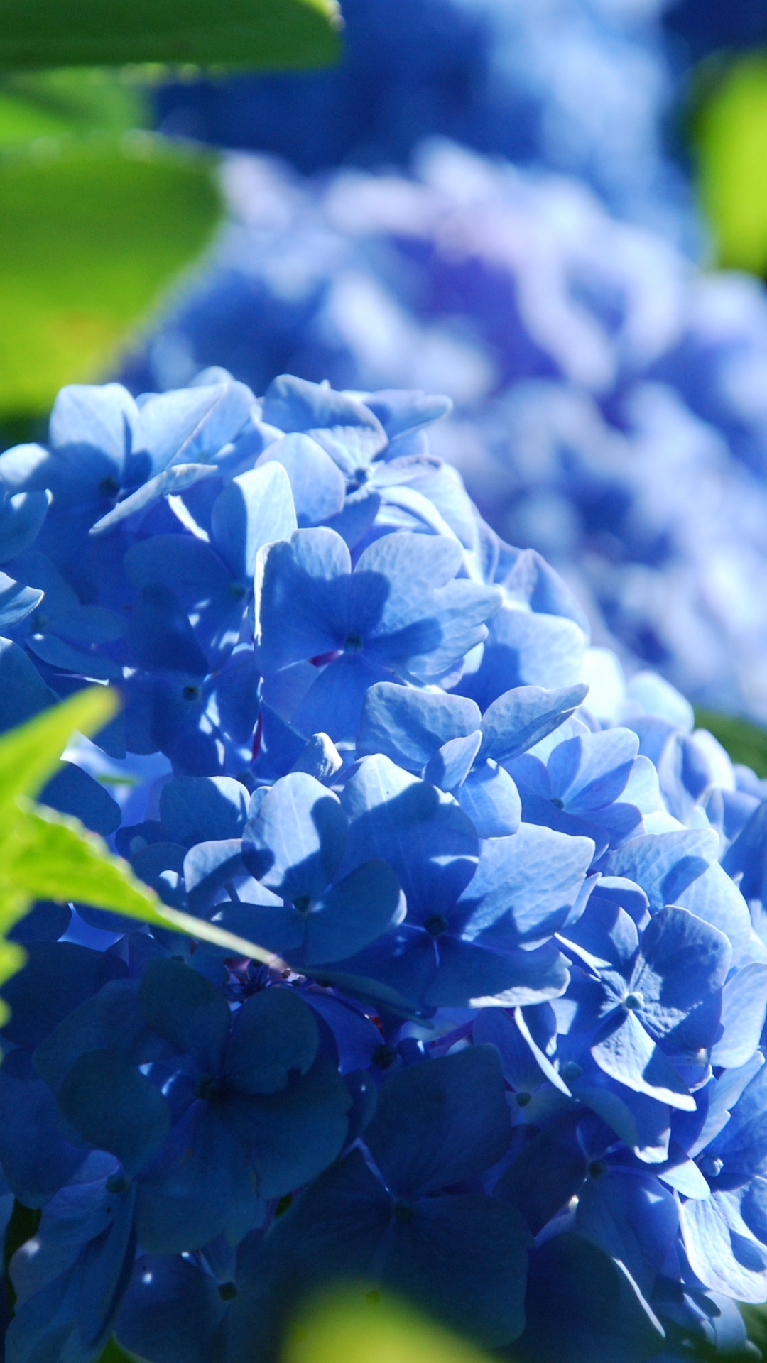 Download mobile wallpaper Nature, Flowers, Flower, Close Up, Earth, Hydrangea, Blue Flower for free.