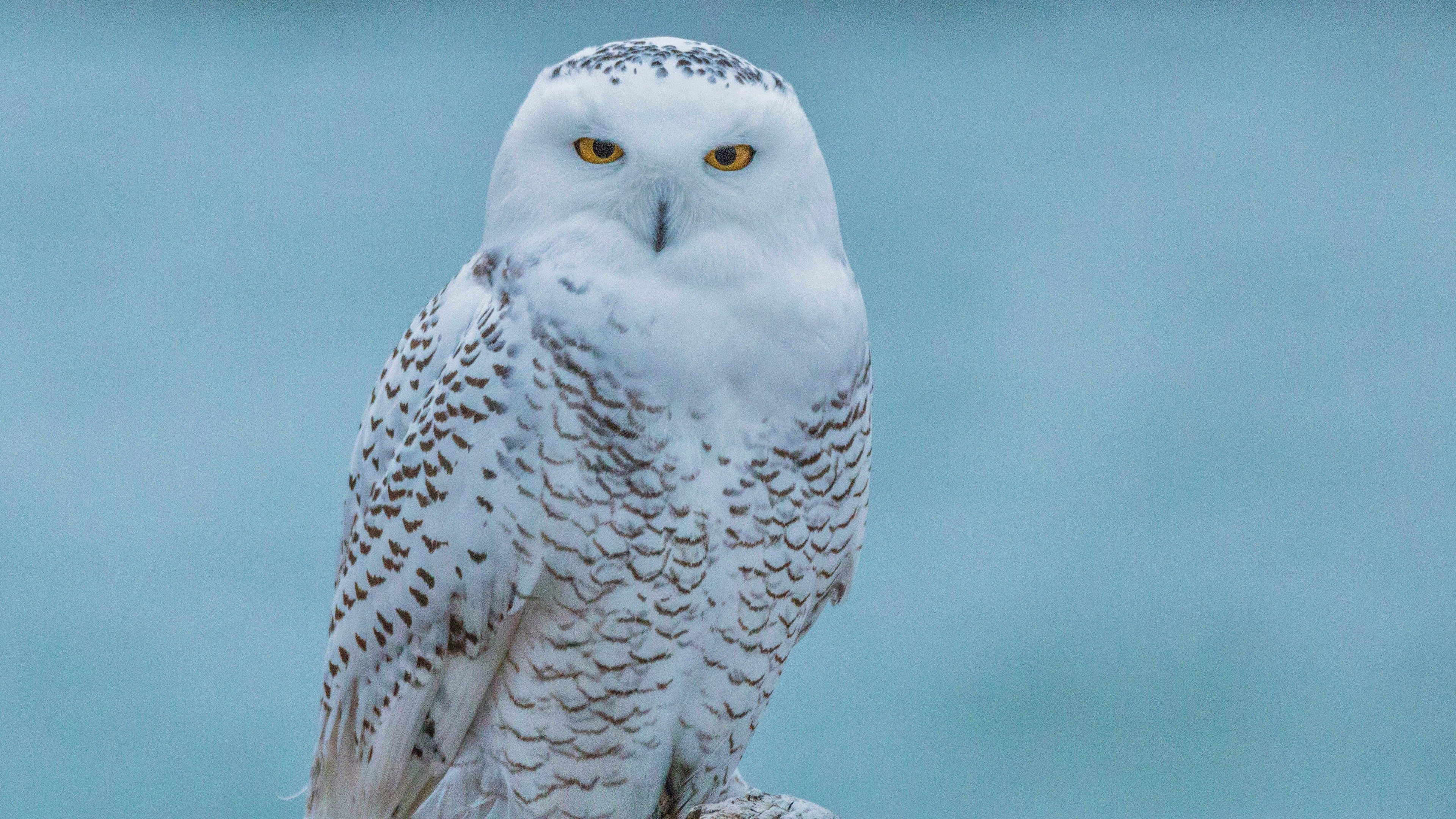 Download mobile wallpaper Birds, Bird, Animal, Snowy Owl for free.