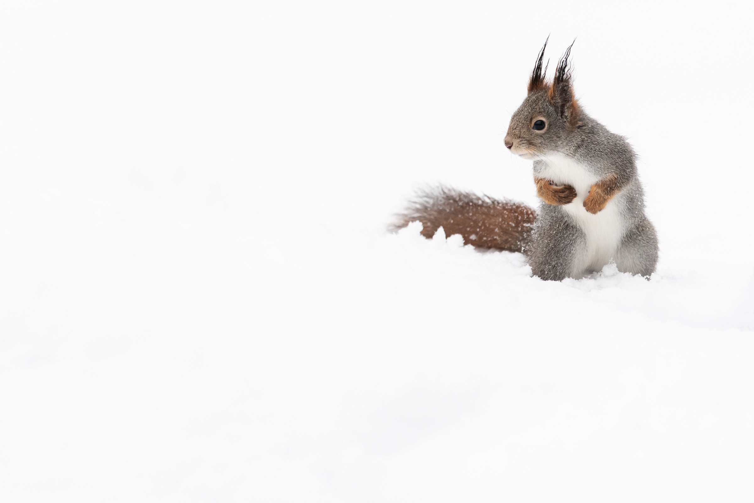 Download mobile wallpaper Squirrel, Snow, Animal, Rodent for free.