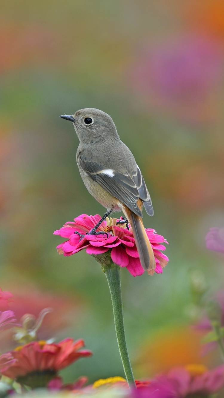 Download mobile wallpaper Birds, Flower, Bird, Blur, Animal, Pink Flower for free.