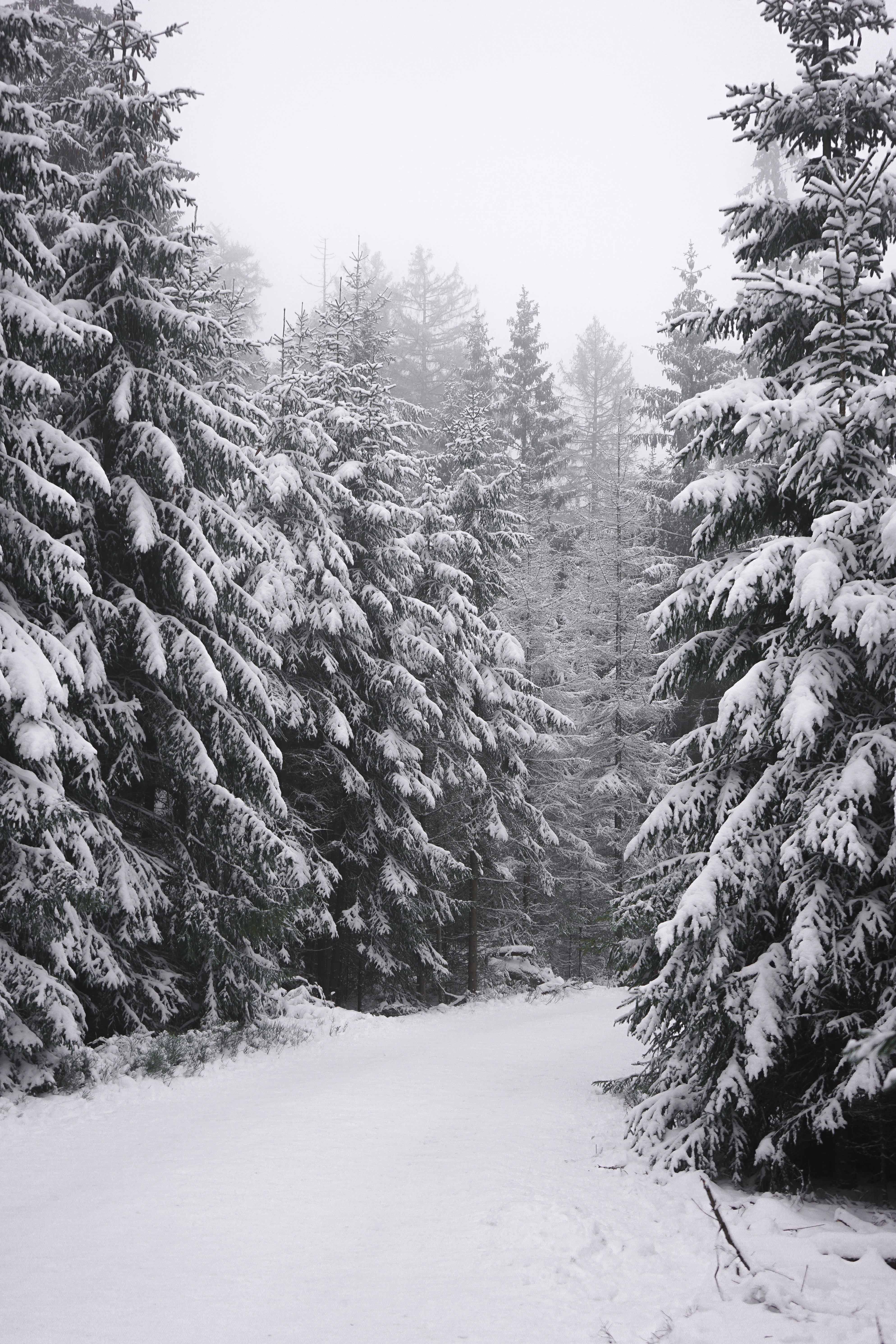 winter, trees, nature, snow, fir trees, white