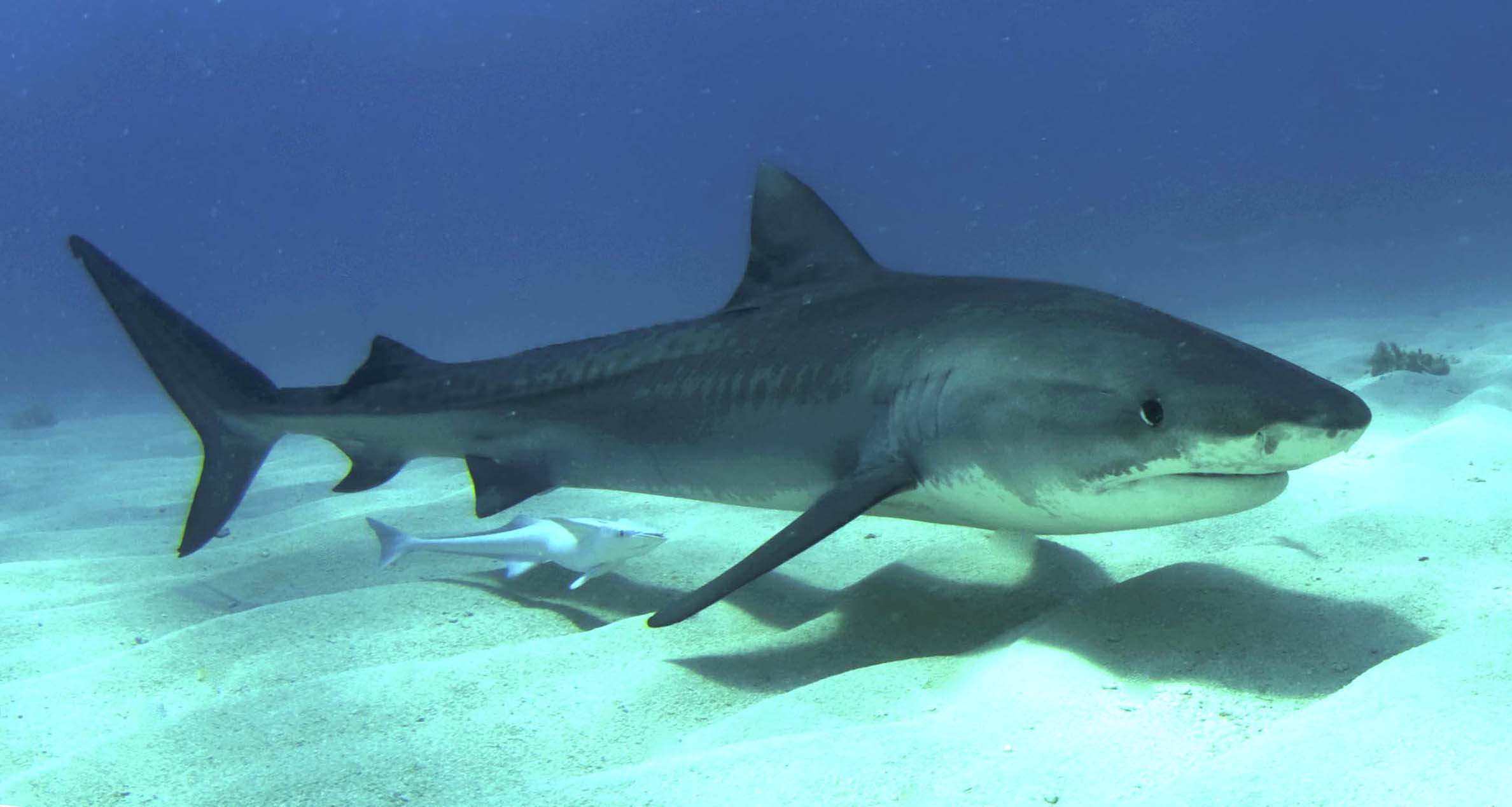 340102 baixar papel de parede animais, tubarão tigre - protetores de tela e imagens gratuitamente