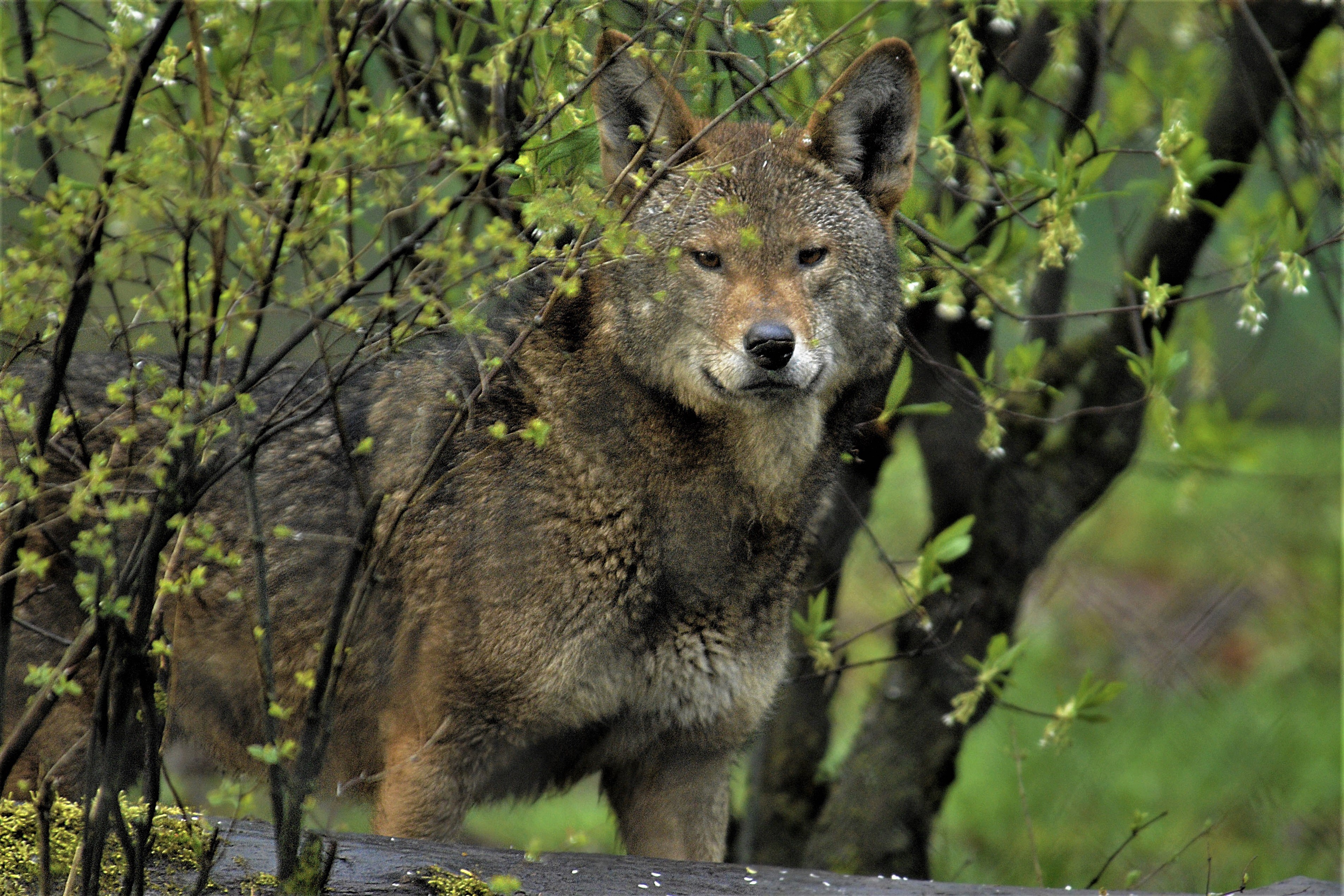 Descarga gratuita de fondo de pantalla para móvil de Animales, Lobo, Wolves, Lobo Rojo.
