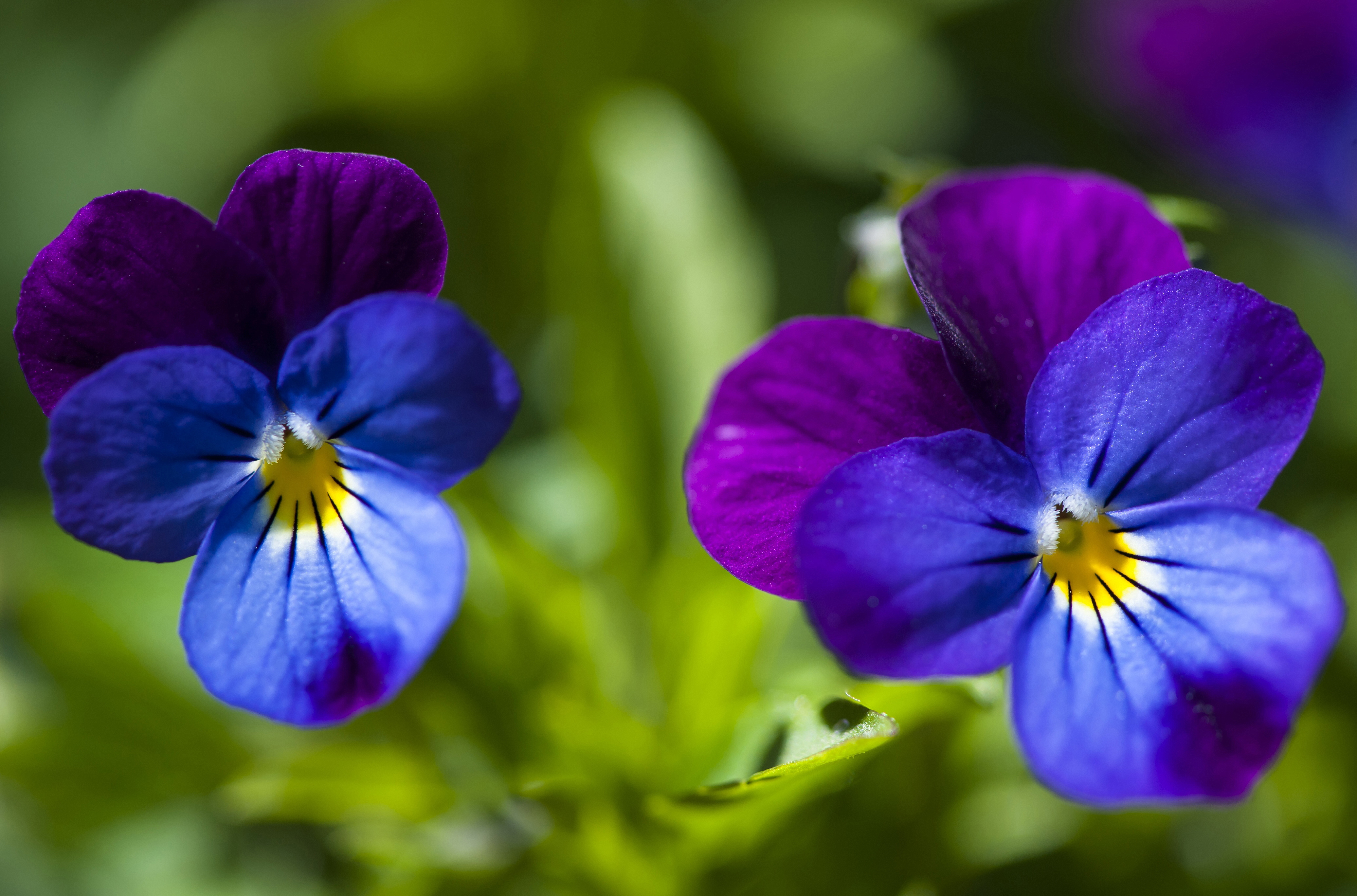 Baixe gratuitamente a imagem Natureza, Flores, Flor, Terra/natureza, Amor Perfeito De Jardim, Flor Azul na área de trabalho do seu PC