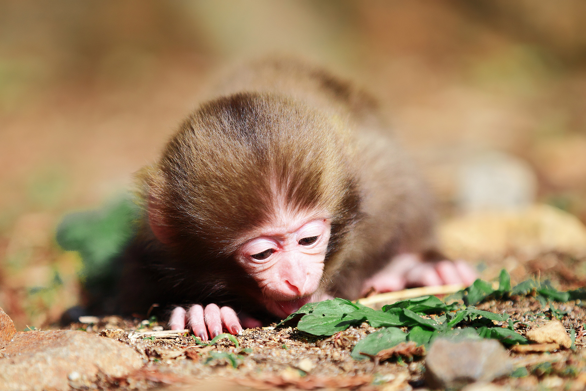 Descarga gratis la imagen Animales, Monos, Mono, Lindo en el escritorio de tu PC