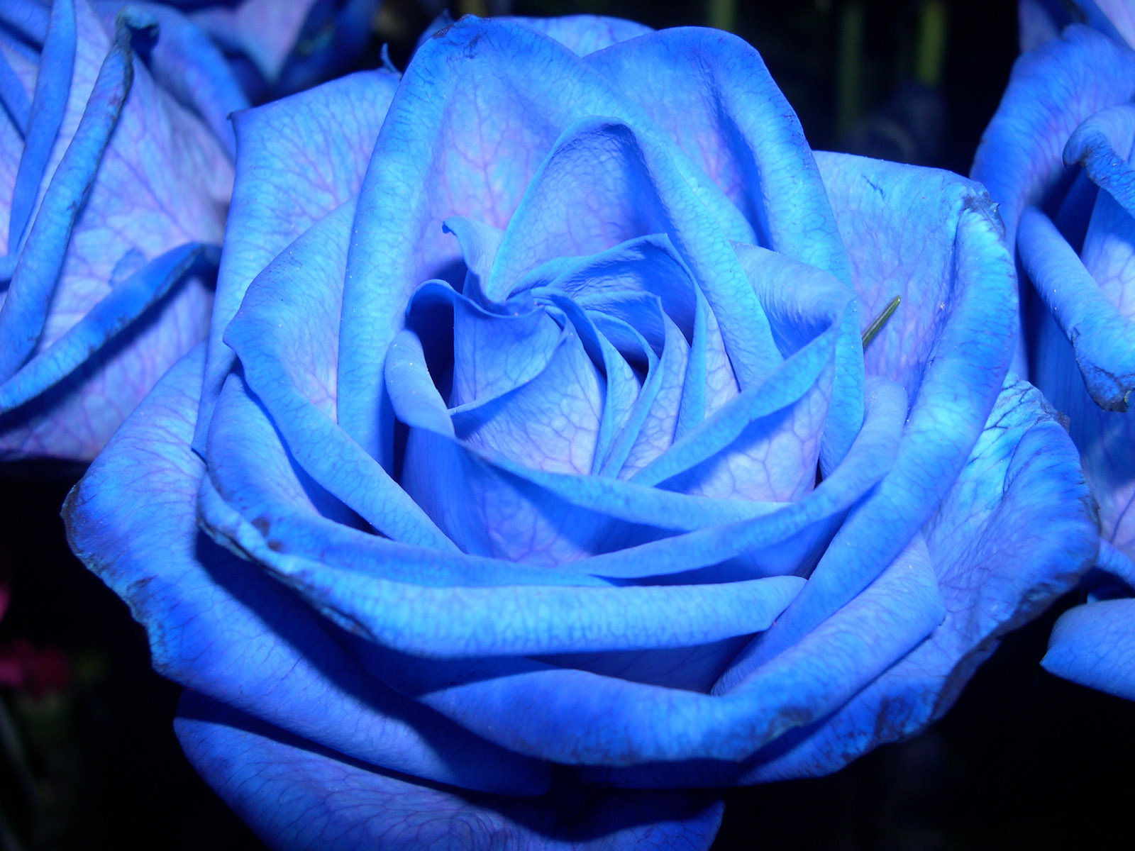 383953壁紙のダウンロード地球, 薔薇, 青い花, 青いバラ, 花, フラワーズ-スクリーンセーバーと写真を無料で