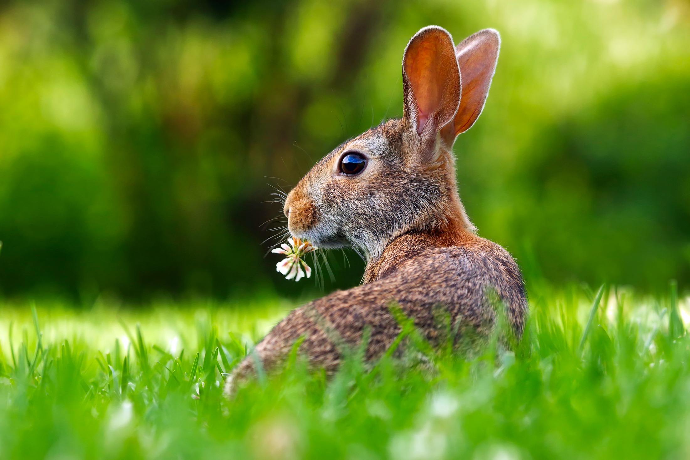 Download mobile wallpaper Grass, Blur, Close Up, Animal, Rabbit, Hare for free.
