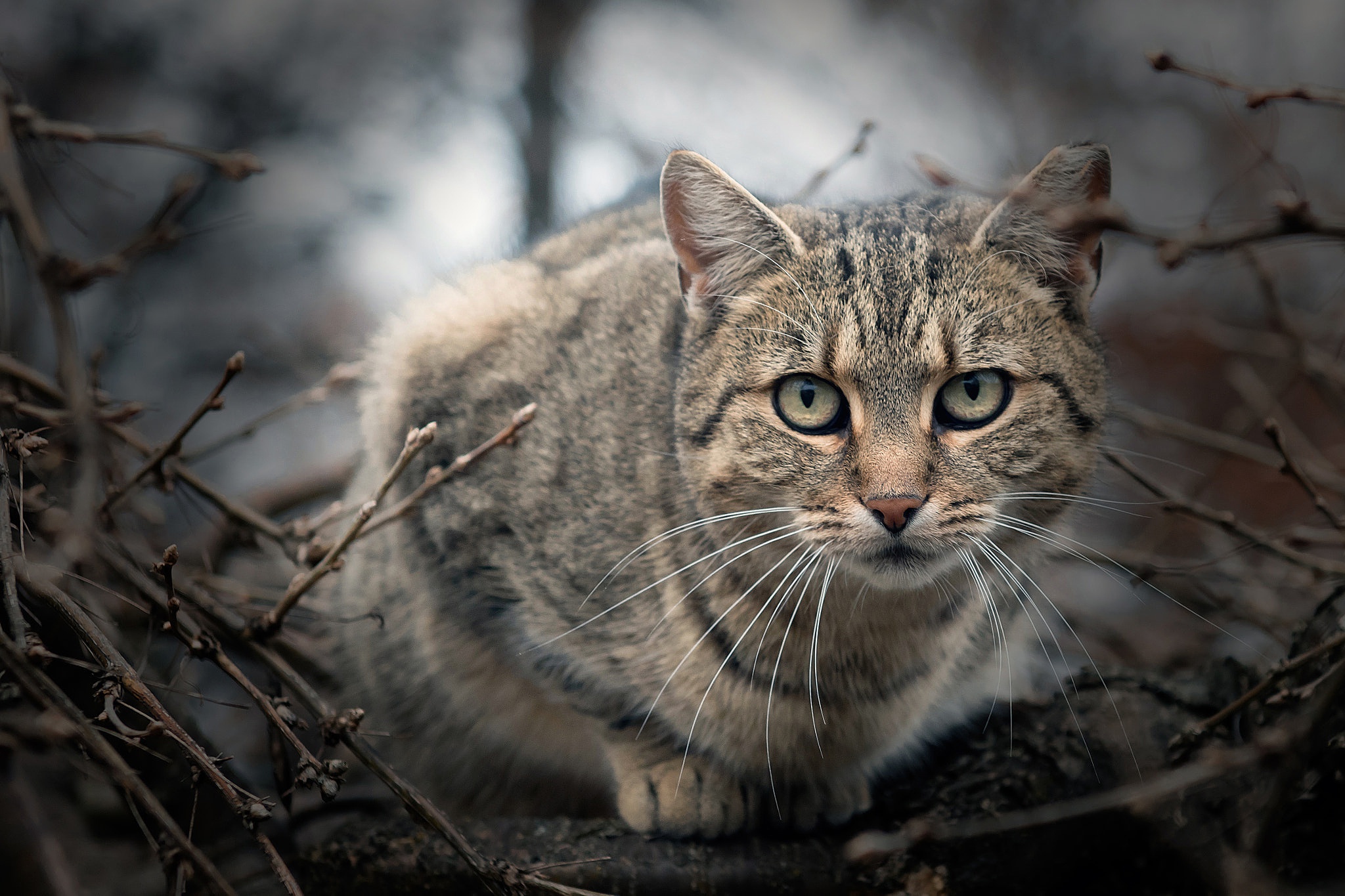 PCデスクトップに動物, ネコ, 猫, 見詰める画像を無料でダウンロード