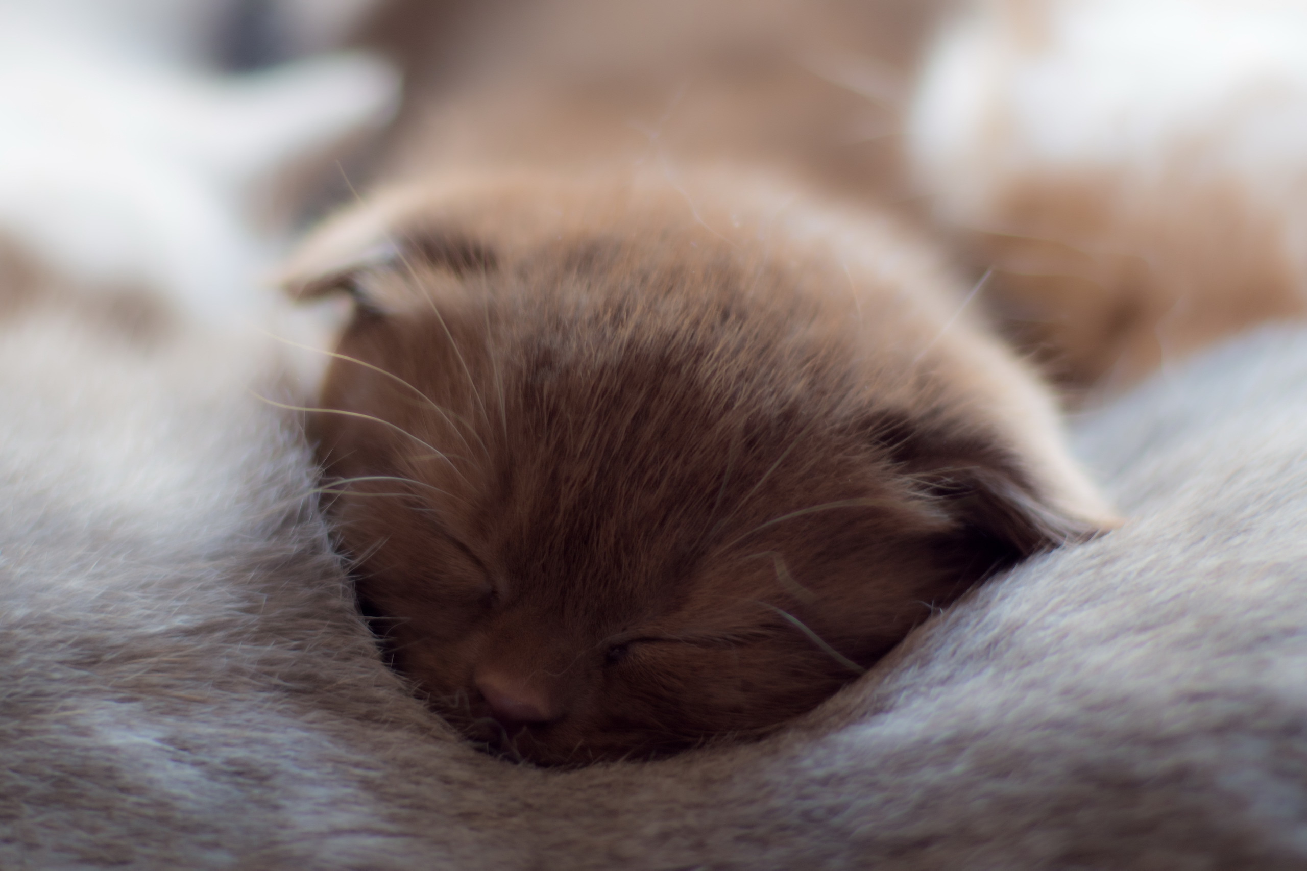 Baixe gratuitamente a imagem Animais, Gatos, Gato, Gatinho, Animal Bebê na área de trabalho do seu PC