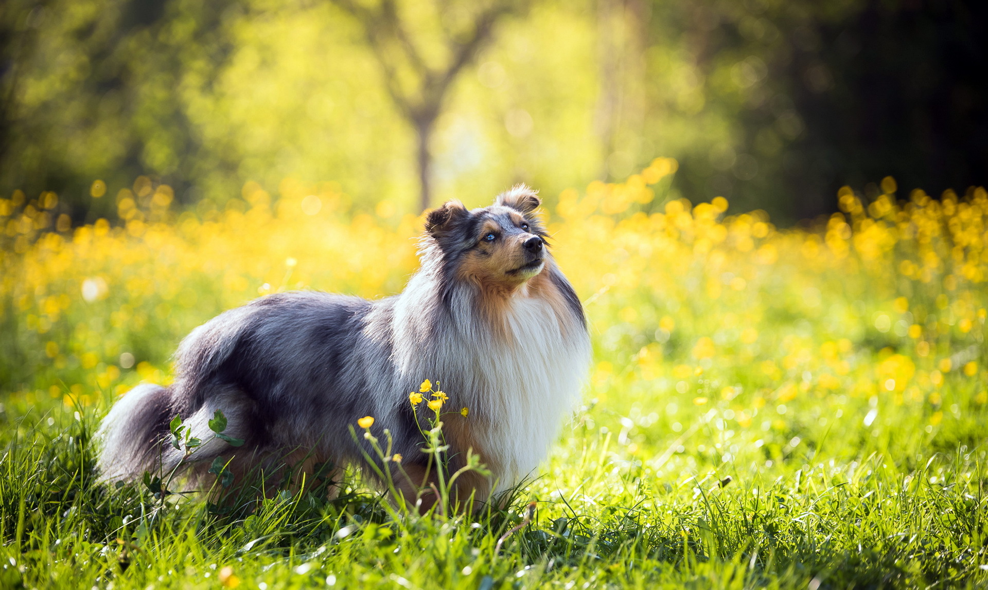 Laden Sie das Tiere, Hunde, Sommer, Hund, Bokeh, Sonnig, Gras, Langhaarcollie-Bild kostenlos auf Ihren PC-Desktop herunter