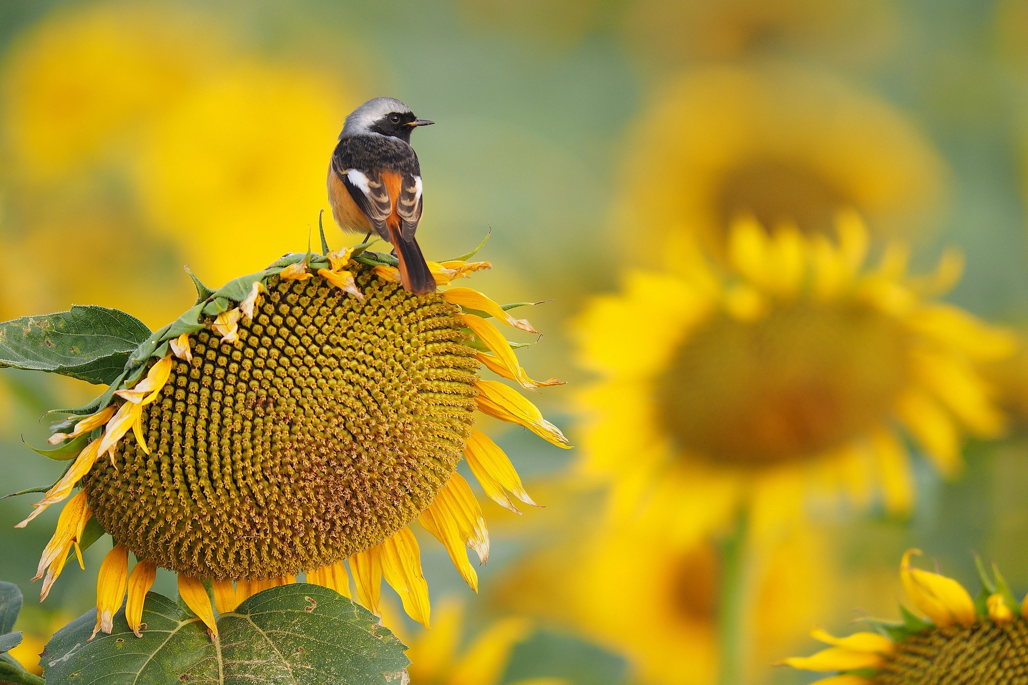 Laden Sie das Tiere, Vögel, Sommer, Blume, Vogel, Sonnenblume, Gelbe Blume-Bild kostenlos auf Ihren PC-Desktop herunter