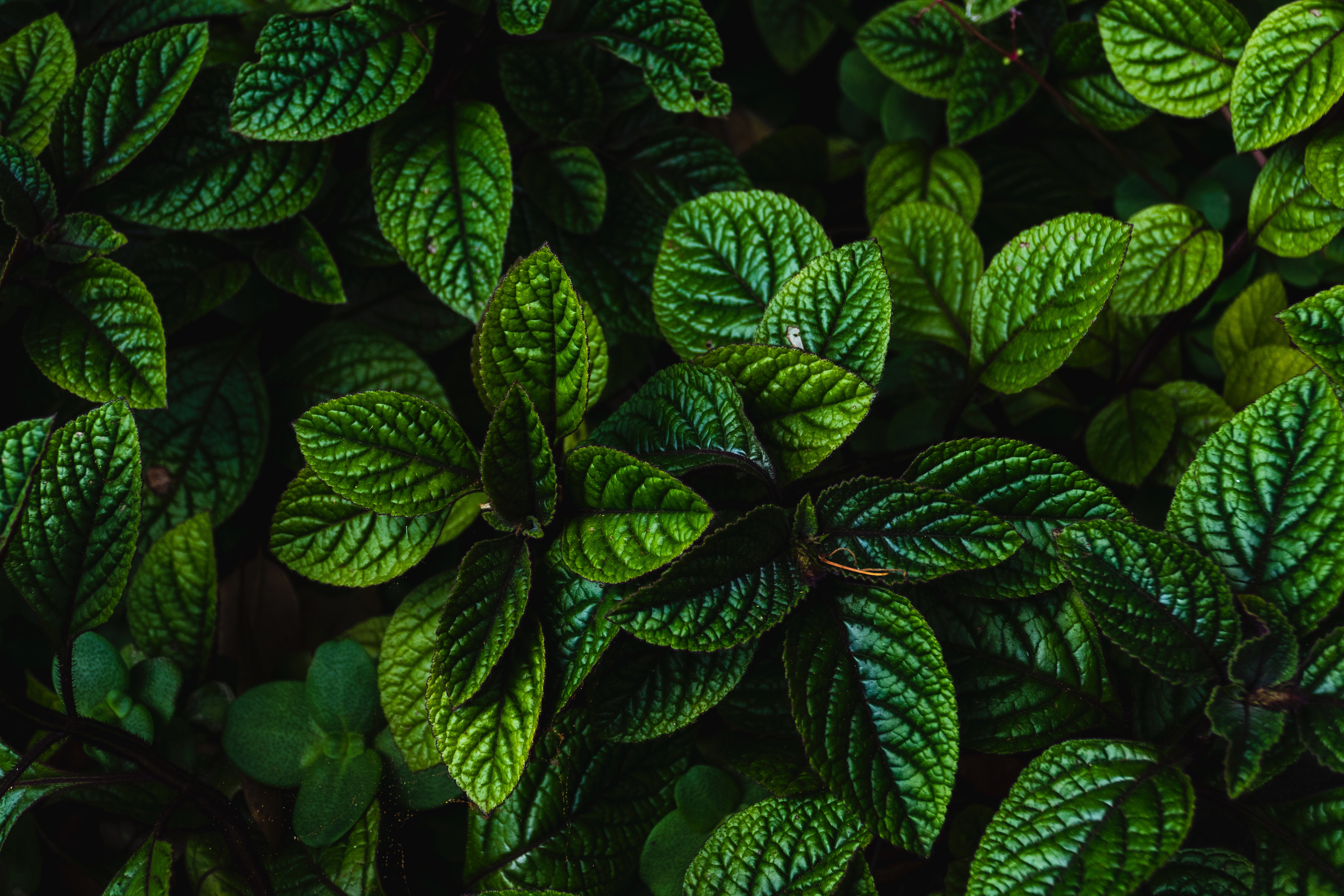plant, dark, carved, nature, leaves, bush, green iphone wallpaper