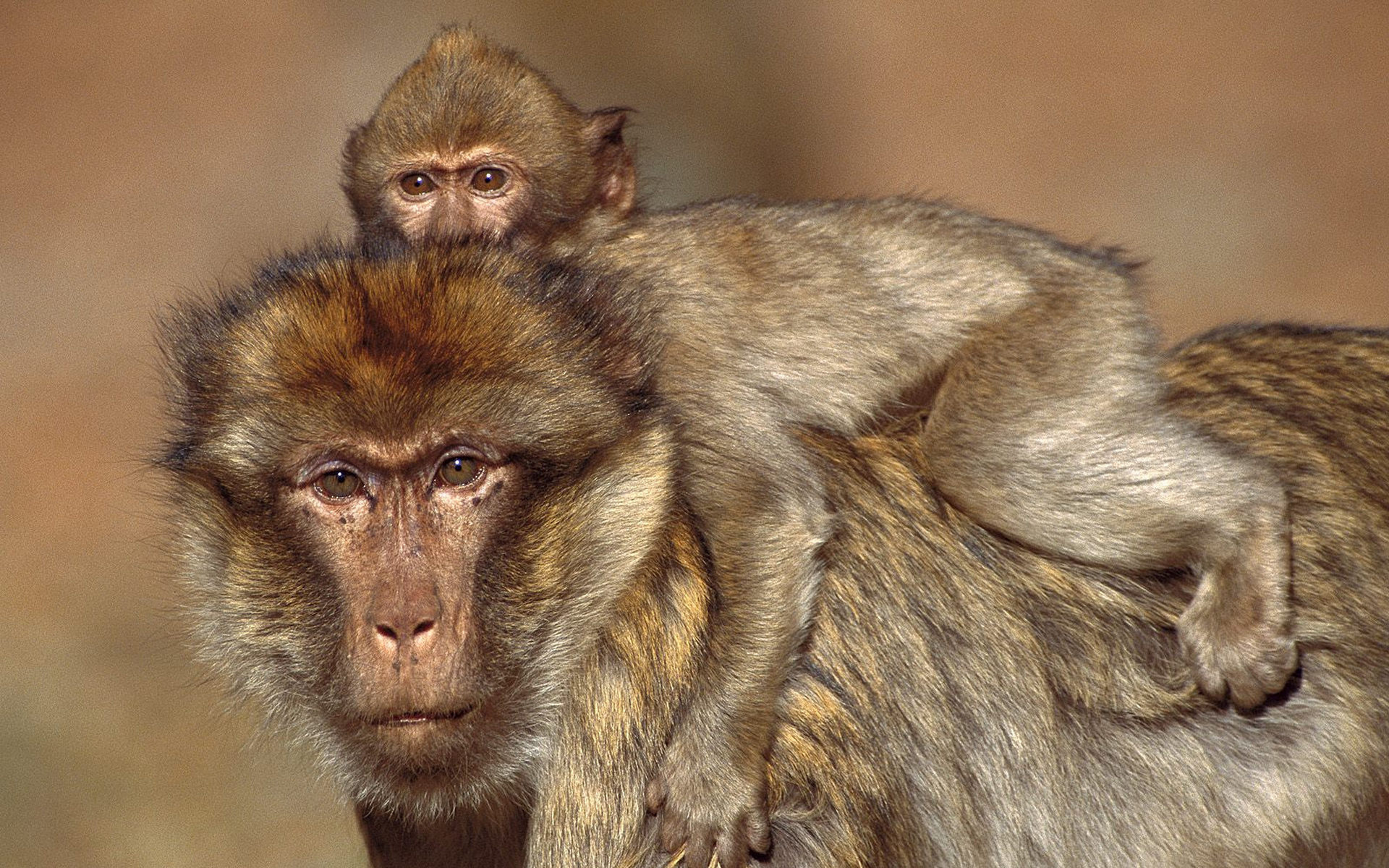 Download mobile wallpaper Monkeys, Monkey, Animal for free.